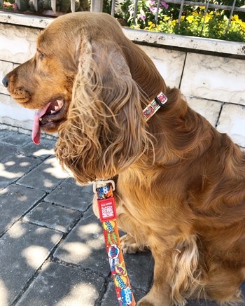 Max & Molly Heroes Smart ID Köpek Boyun Tasması