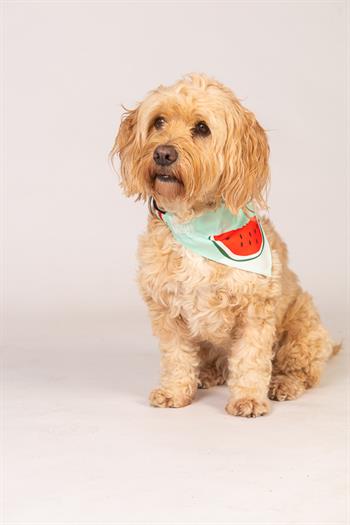 Max & Molly Watermelon Bandana