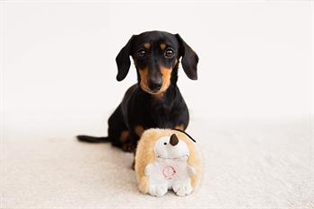 Pet Qwerks Geveze Kirpi Peluş Köpek Oyuncağı