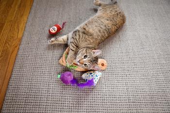 Quirky Kitty Charcuterie Board Kedi Oyun Matı