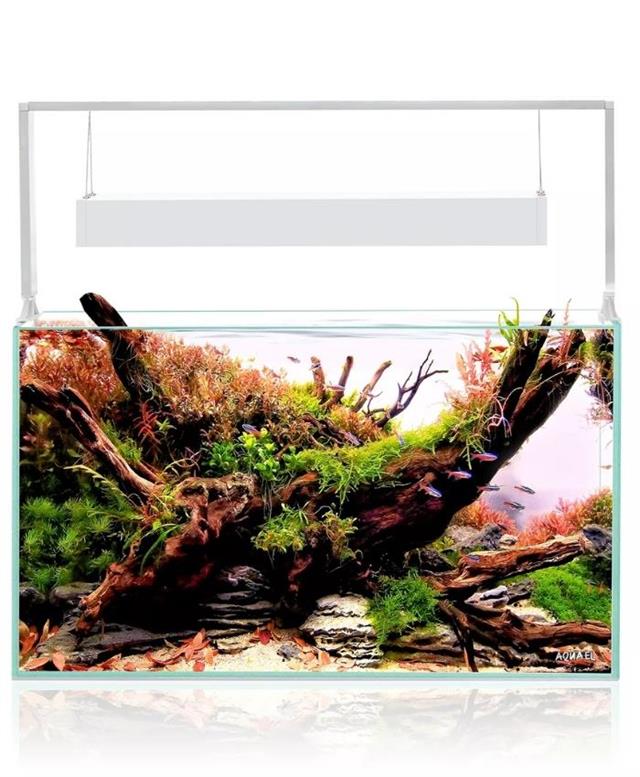 Aquael Ultrascape 60 Forest Set