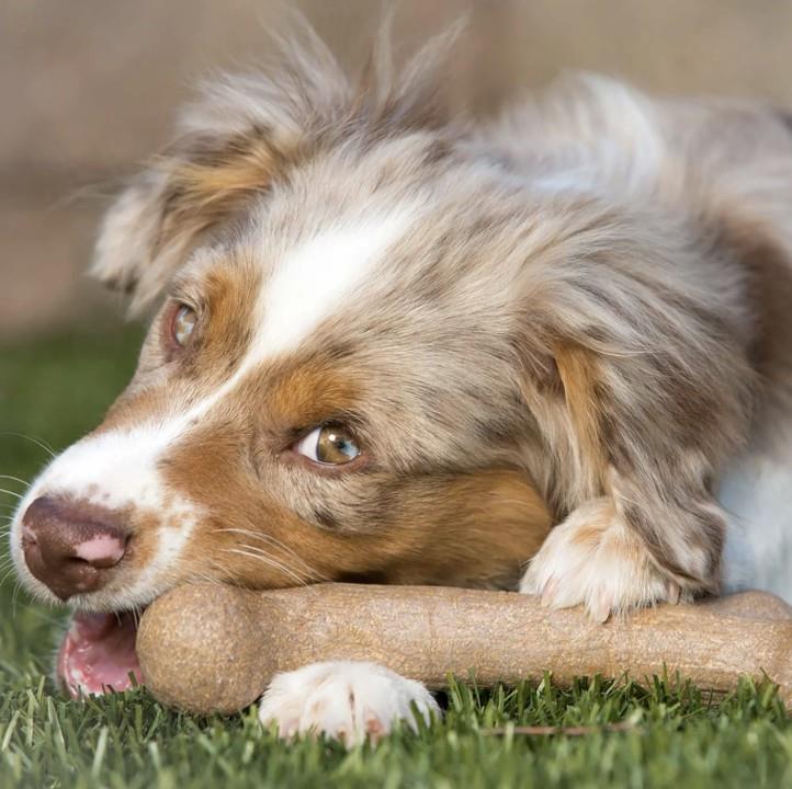 BarkBone Dinosaur Bacon Aromalı Bitmeyen Köpek Çiğneme Kemiği (Küçük Boy) - Köpek Ödülleri