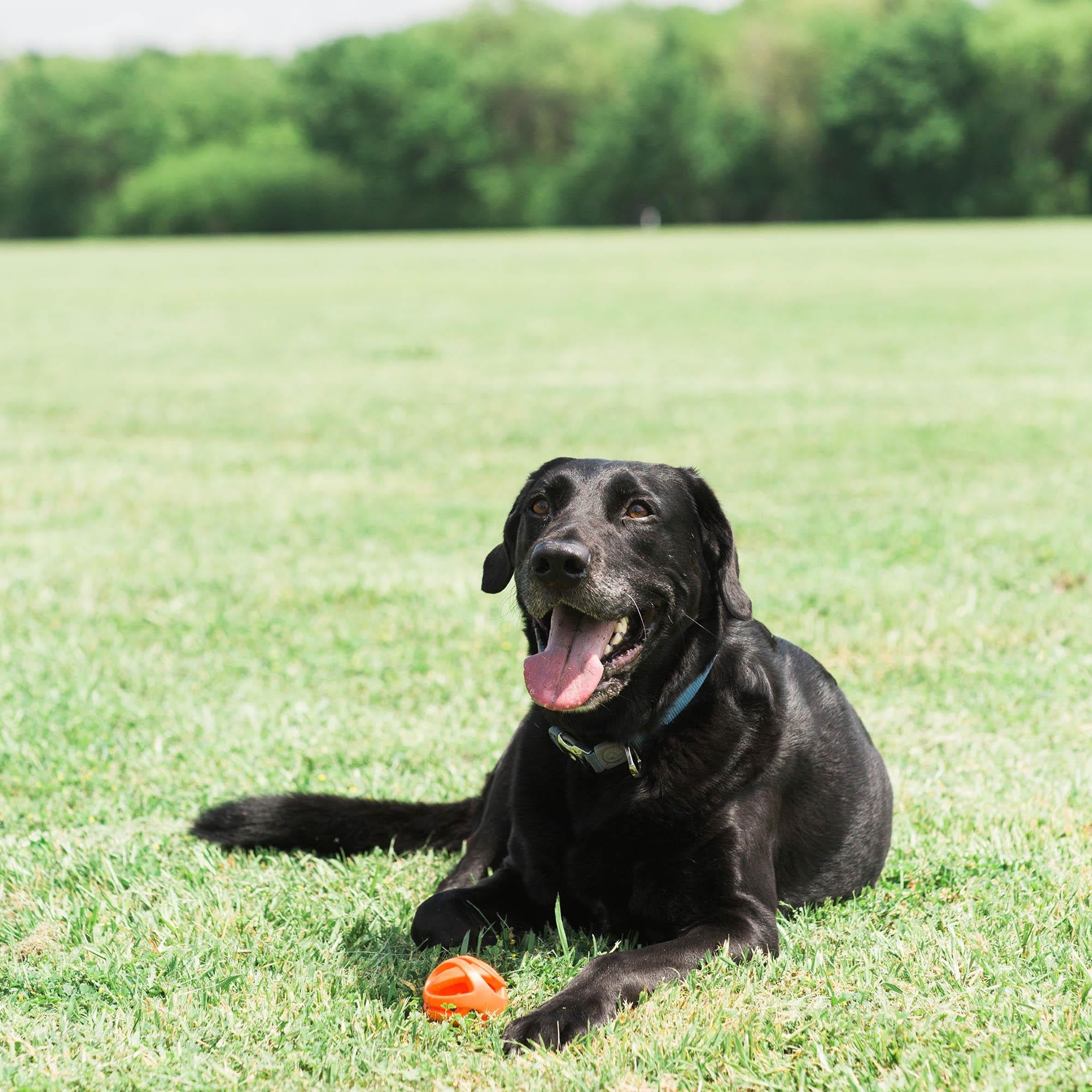 Chuckit! Air Fetch Ball Köpek Oyun Topu (Büyük Boy) - Oyun Topları ve Frizbiler