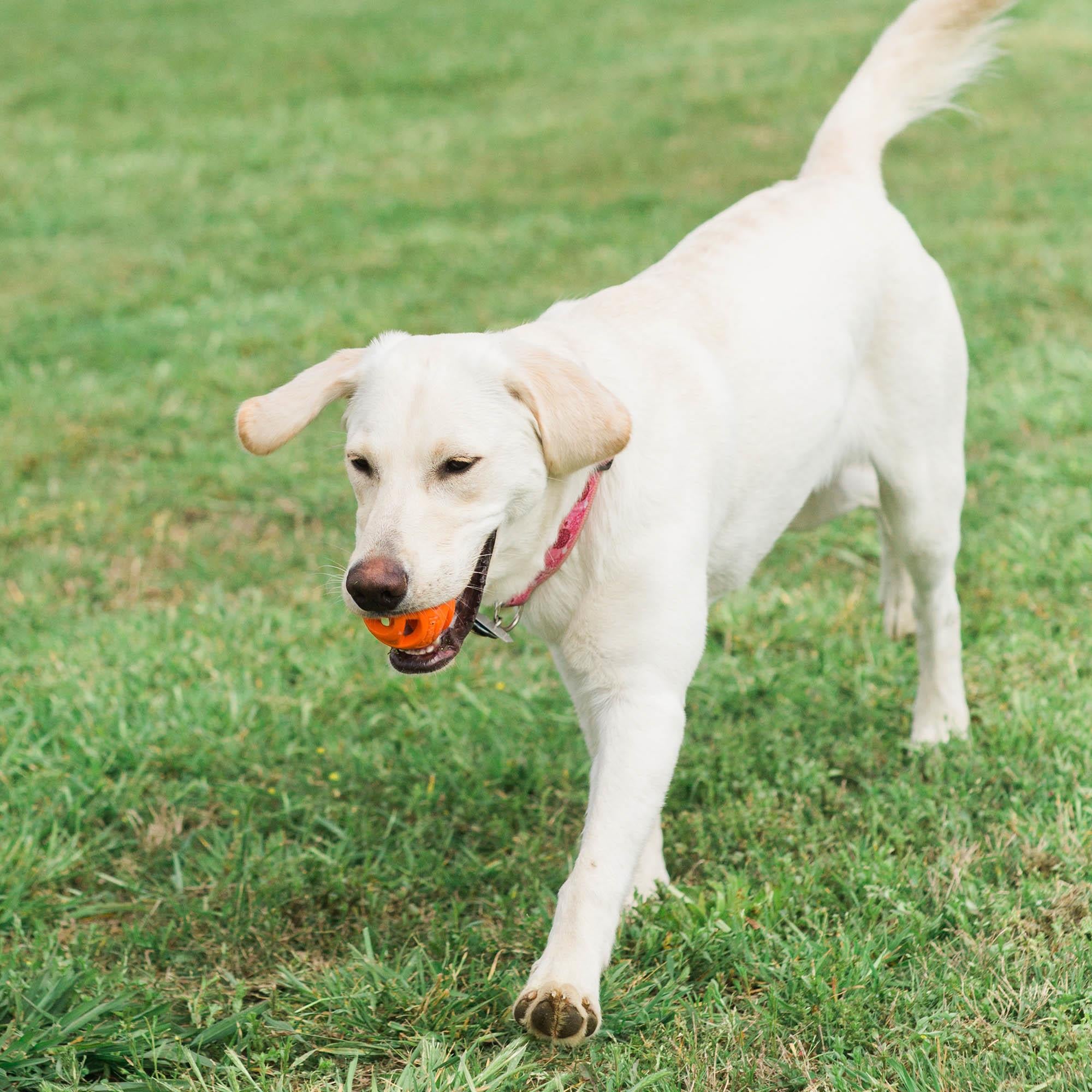 Chuckit! Air Fetch Ball Köpek Oyun Topu (Büyük Boy) - Oyun Topları ve Frizbiler