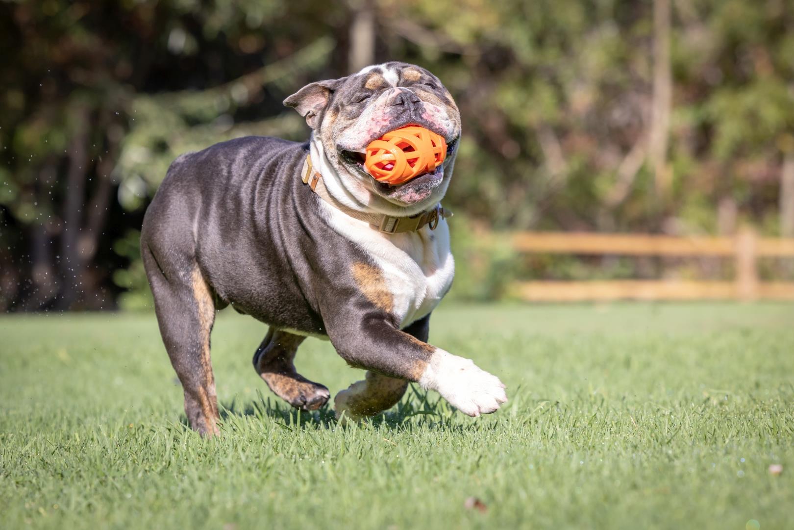 Chuckit! Air Fetch Football Köpek Oyun Topu - Oyun Topları ve Frizbiler