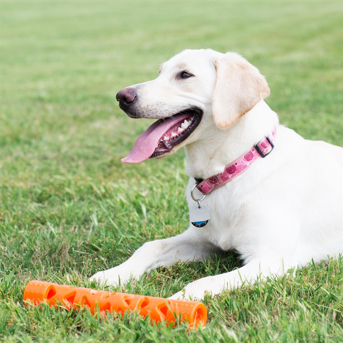 Chuckit! Air Fetch Stick Köpek Oyuncağı (Büyük Boy) - Oyun Topları ve Frizbiler