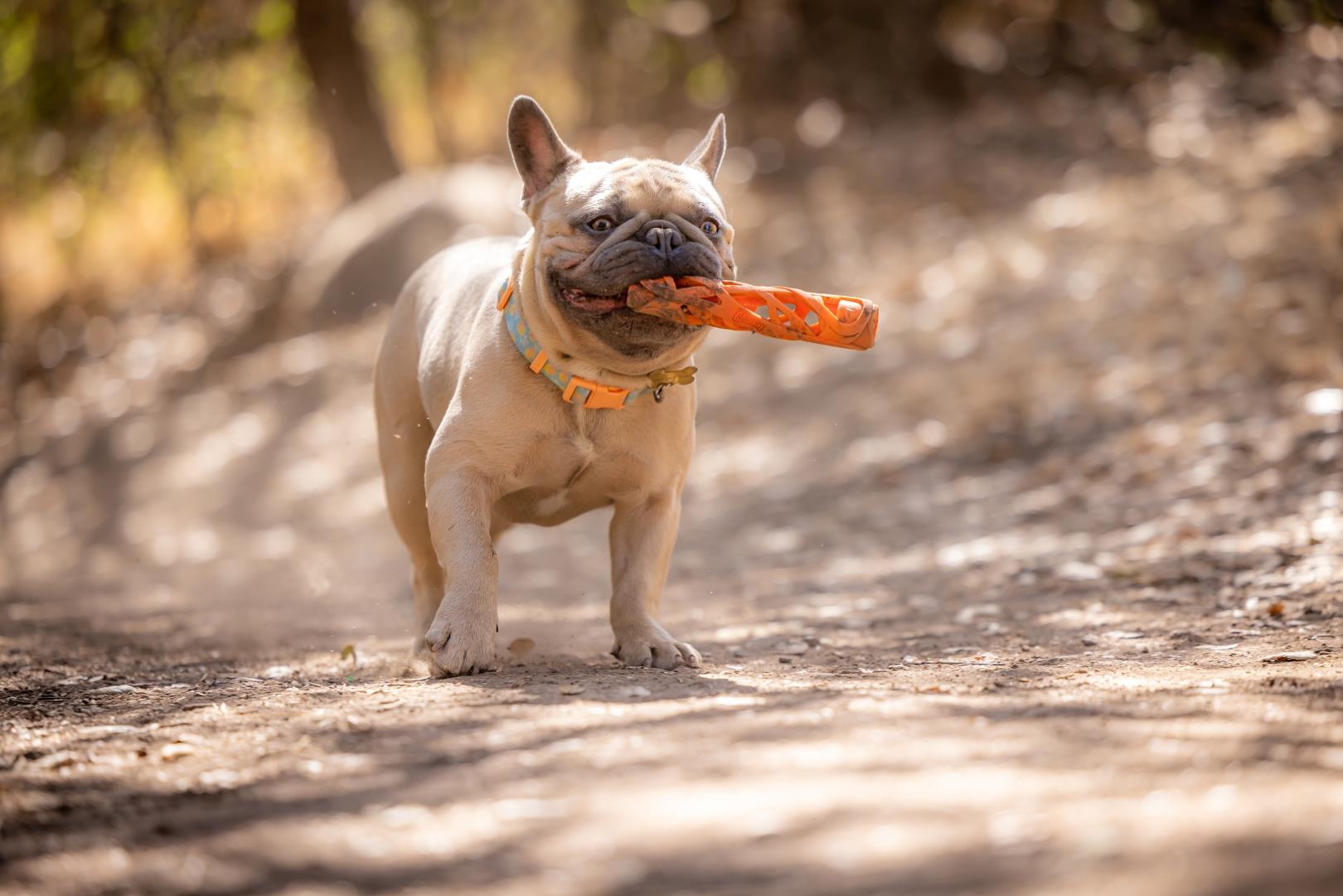 Chuckit! Air Fetch Stick Köpek Oyuncağı (Küçük Boy) - Oyun Topları ve Frizbiler