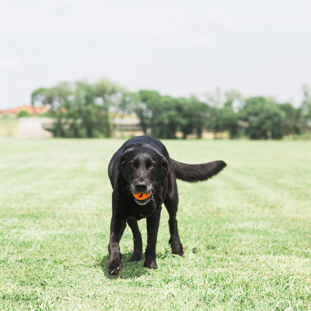 Chuckit! Breathe Right Köpek Oyun Topu (Orta) - Köpek Oyuncakları