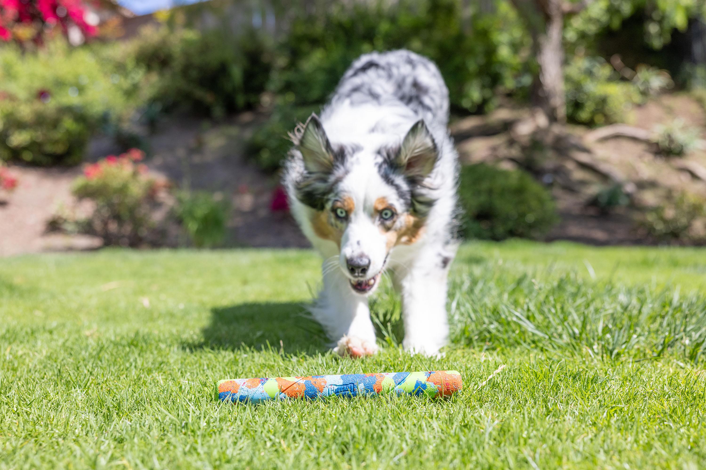 Chuckit! Eco Fetch Stick Doğa Dostu Köpek Oyuncağı - Oyun Topları ve Frizbiler