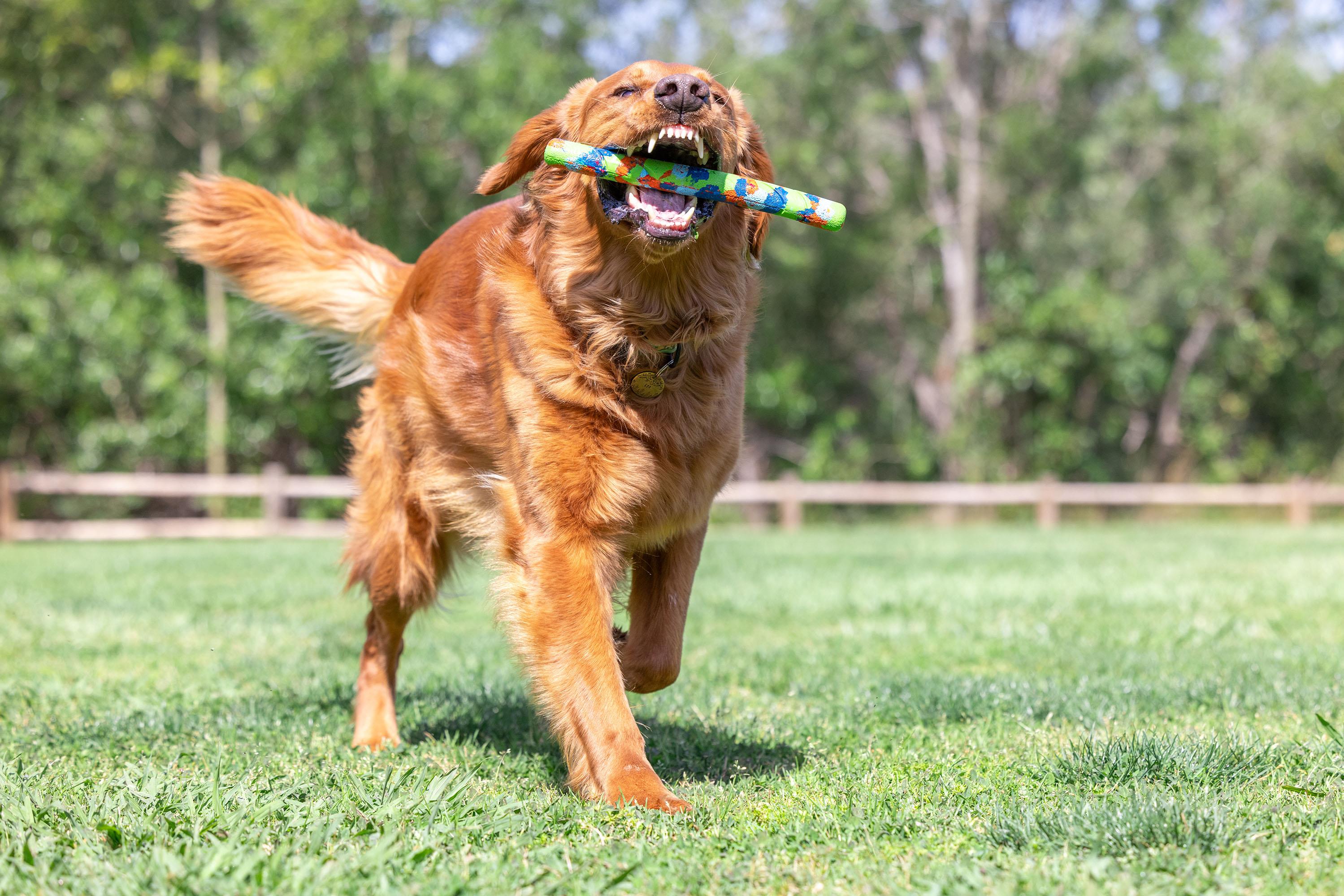 Chuckit! Eco Fetch Stick Doğa Dostu Köpek Oyuncağı - Oyun Topları ve Frizbiler