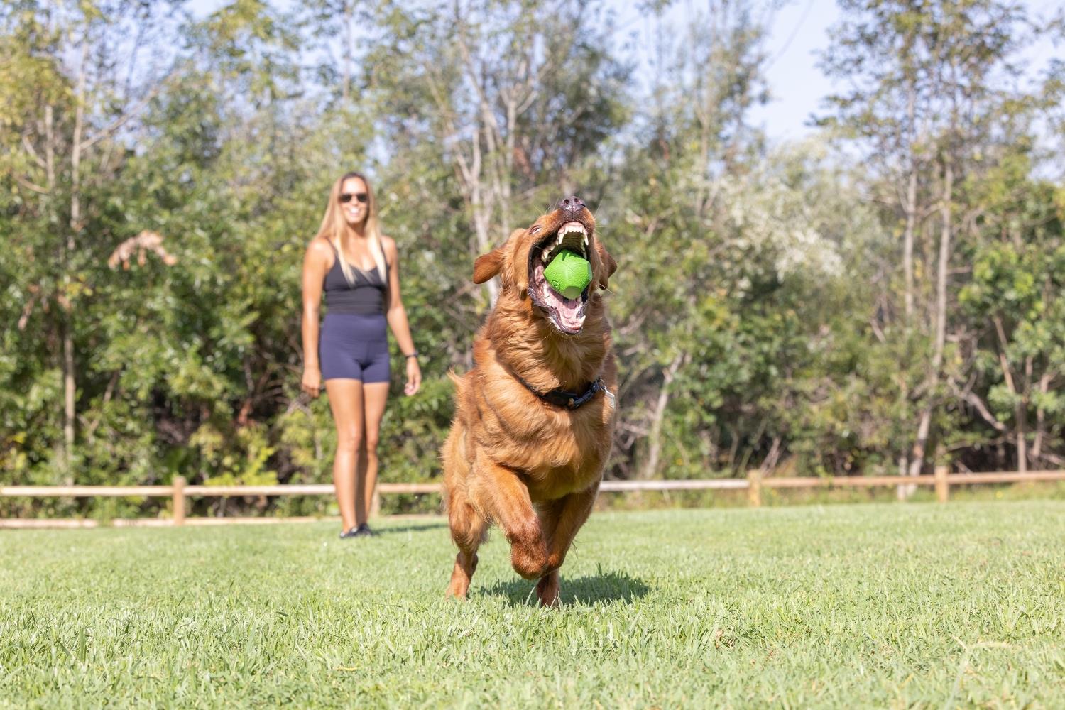 Chuckit! Erratic Ball Köpek Oyun Topu (Büyük Boy) - Oyun Topları ve Frizbiler