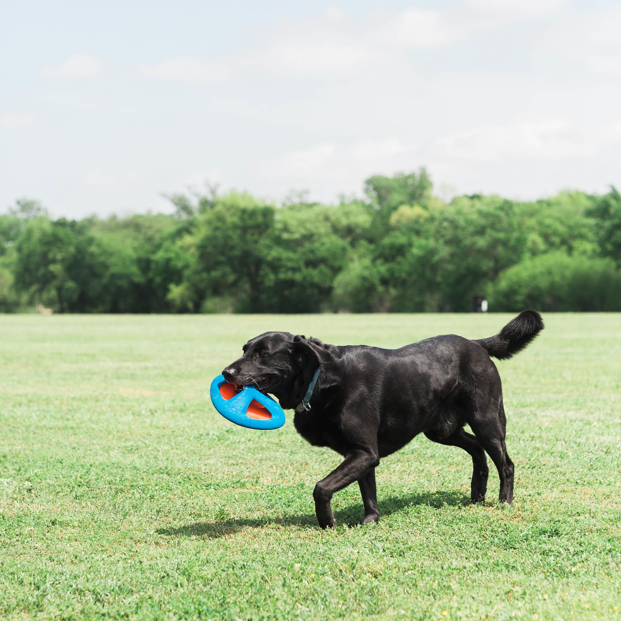 Chuckit! Fetch Flight Frizbi - Oyun Topları ve Frizbiler