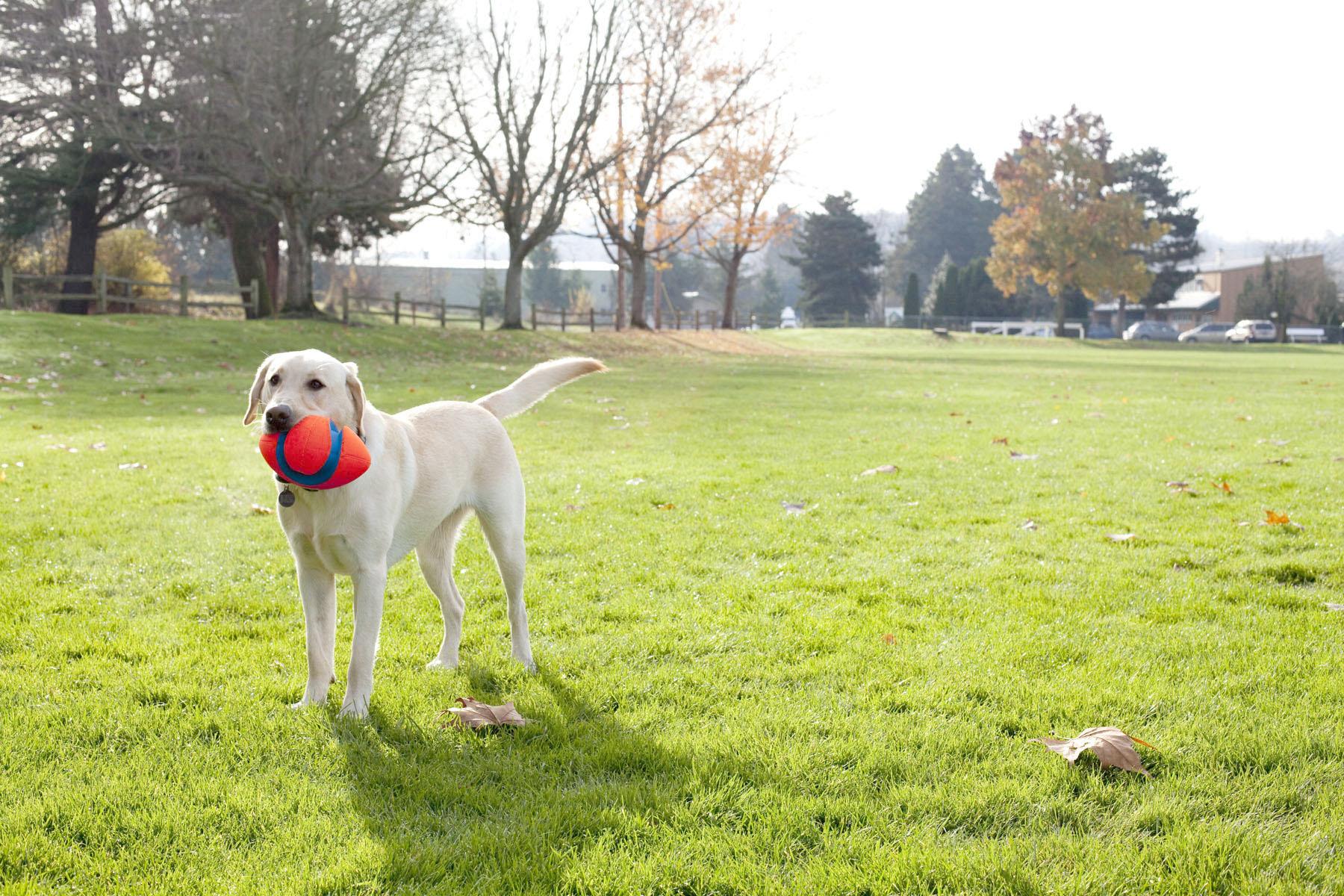 Chuckit! Fumble Fetch Köpek Oyun Topu - Oyun Topları ve Frizbiler