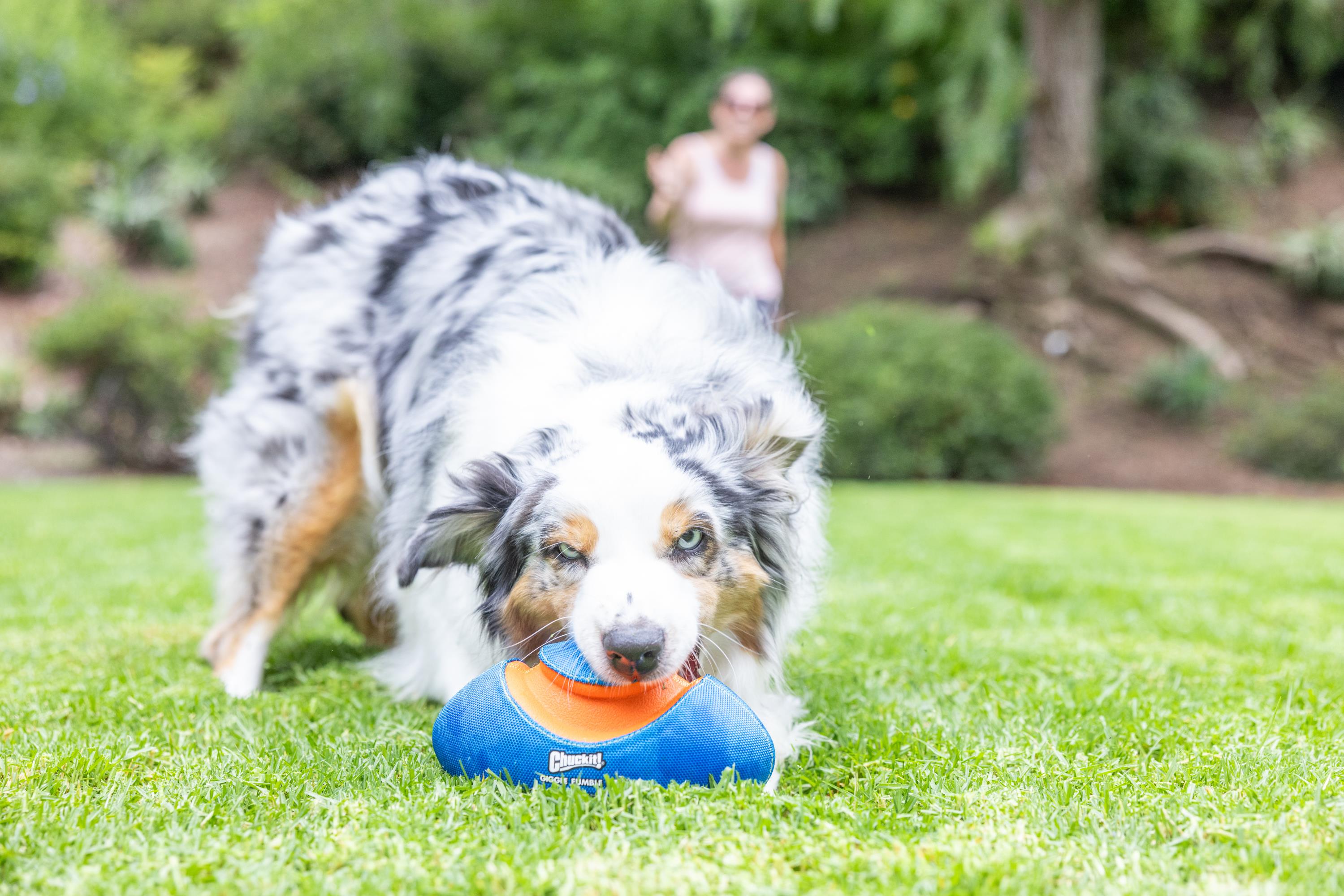 Chuckit! Giggle Fumble Fetch Sesli Köpek Oyun Topu - Oyun Topları ve Frizbiler