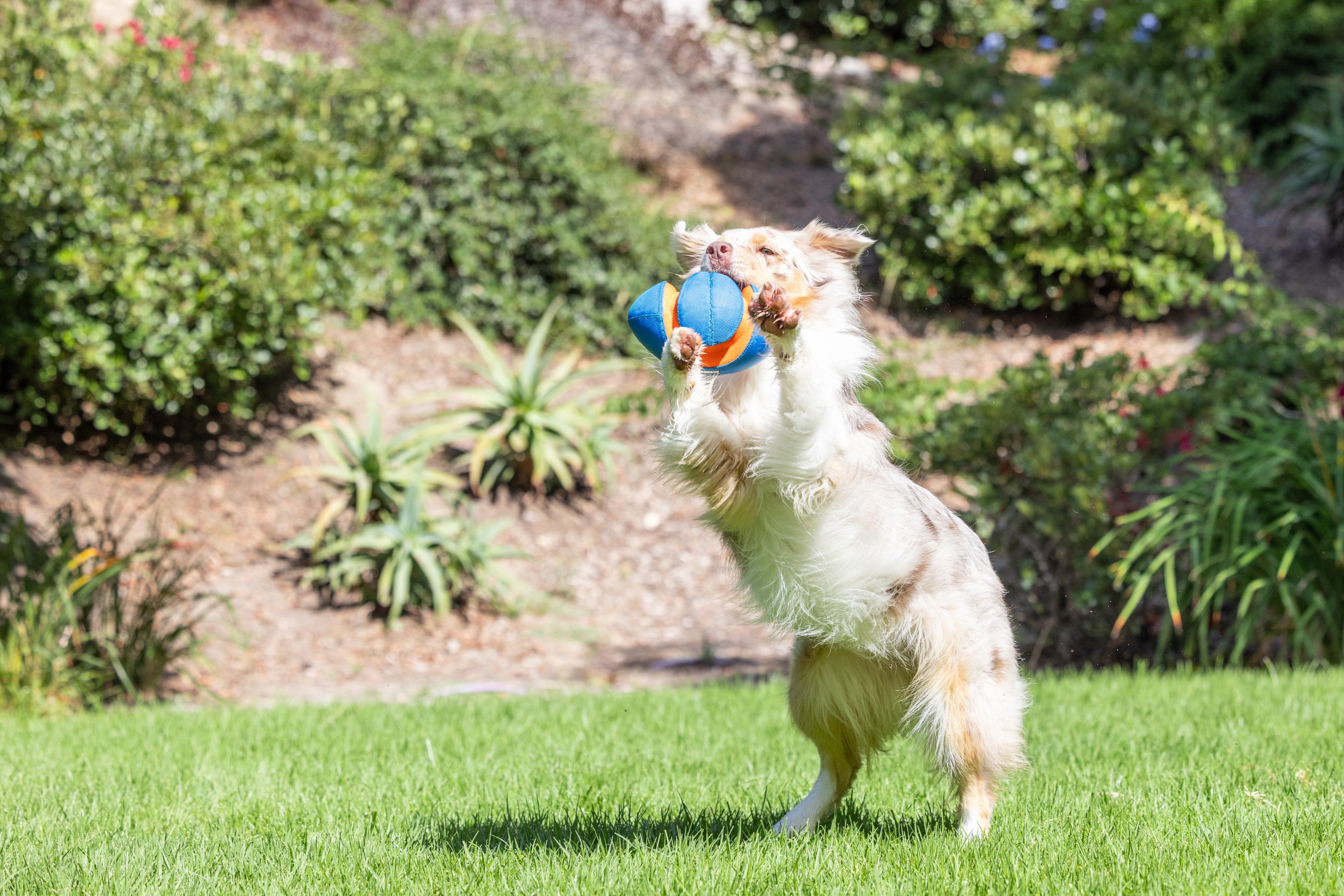 Chuckit! Giggle Fumble Fetch Sesli Köpek Oyun Topu - Oyun Topları ve Frizbiler