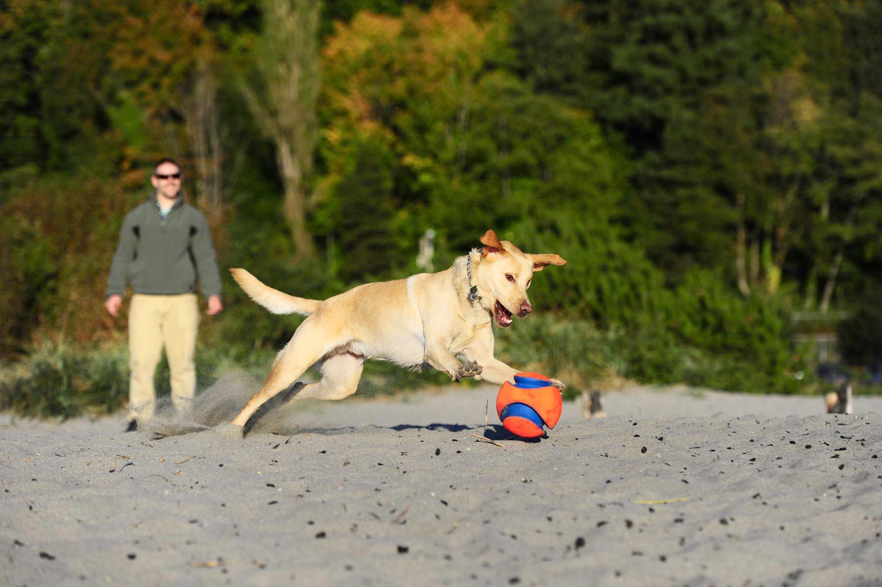 Chuckit! Kick Fetch (Büyük Boy) - Oyun Topları ve Frizbiler