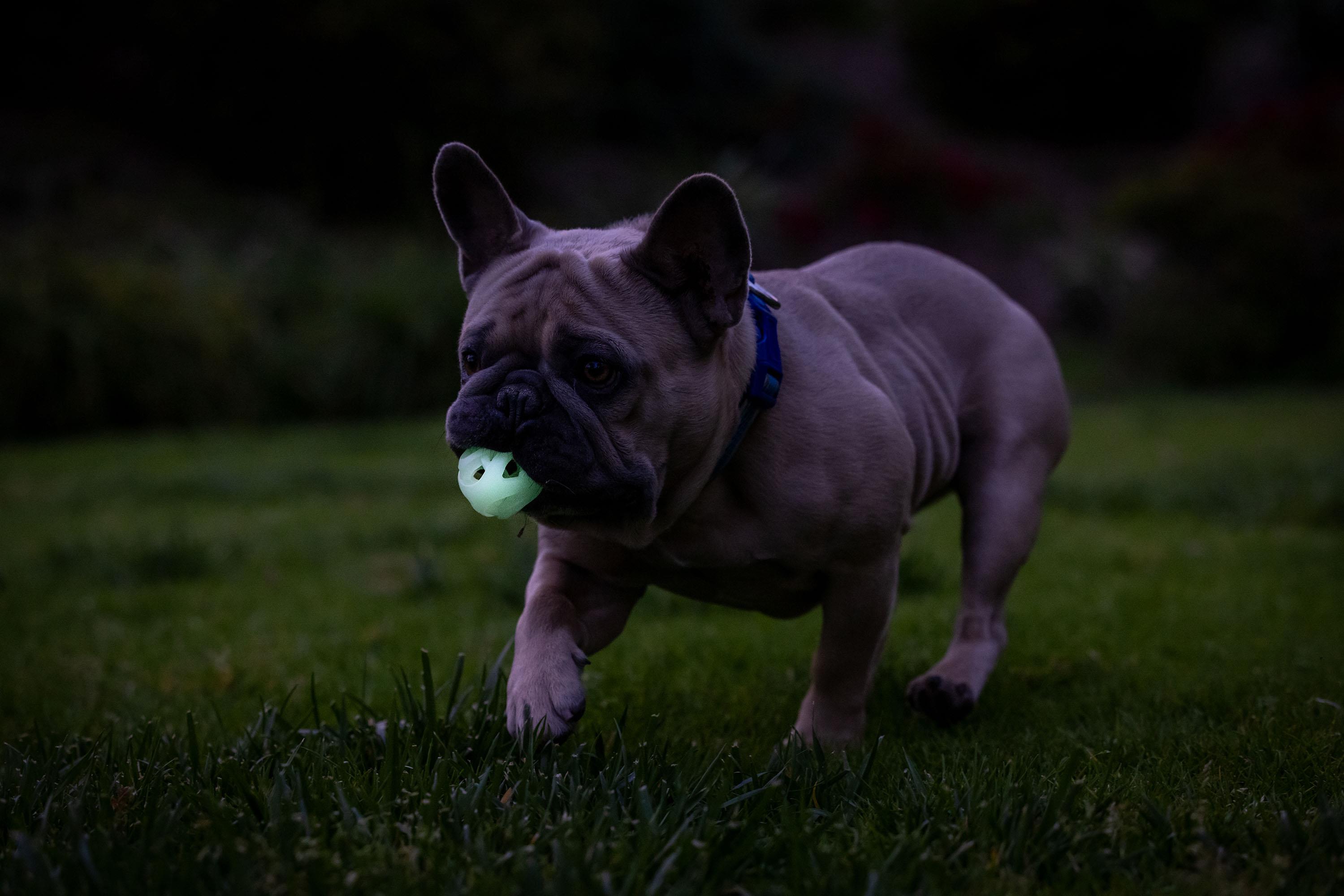Chuckit! Max Glow Air Fetch Gece Parlayan 2'li Köpek Oyun Topu (Küçük Boy) - Oyun Topları ve Frizbiler
