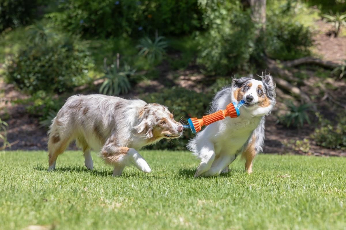 Chuckit! Rugged Bumper Ekstra Dayanıklı Köpek Oyuncağı (Büyük Boy) - Oyun Topları ve Frizbiler