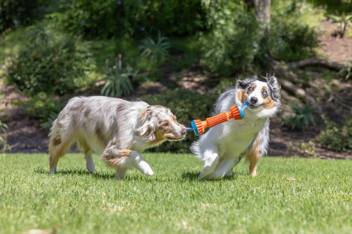 Chuckit! Rugged Bumper Ekstra Dayanıklı Köpek Oyuncağı (Küçük Boy) - Oyun Topları ve Frizbiler