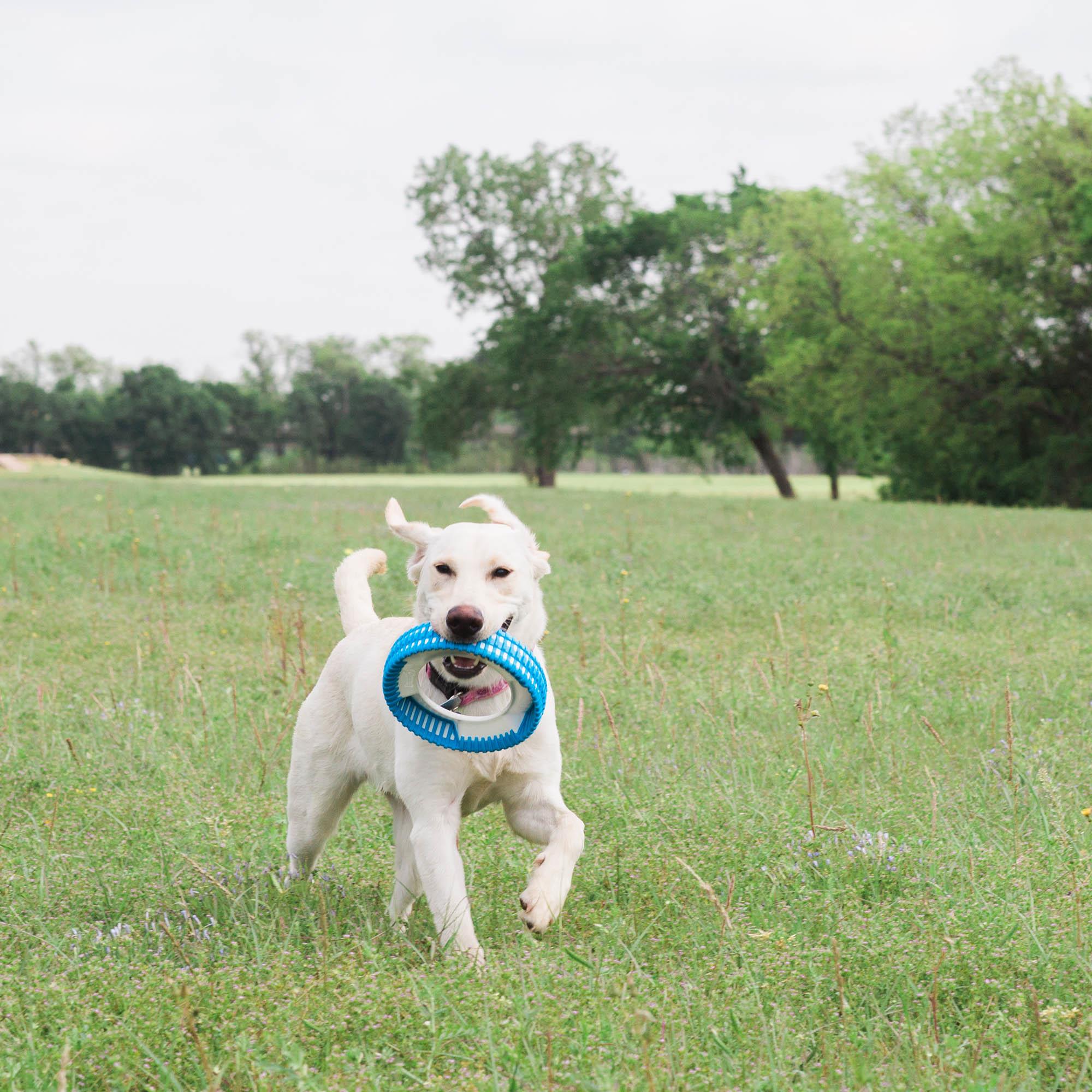 Chuckit! Rugged Fetch Wheel Ekstra Dayanıklı Köpek Oyun Halkası - Oyun Topları ve Frizbiler