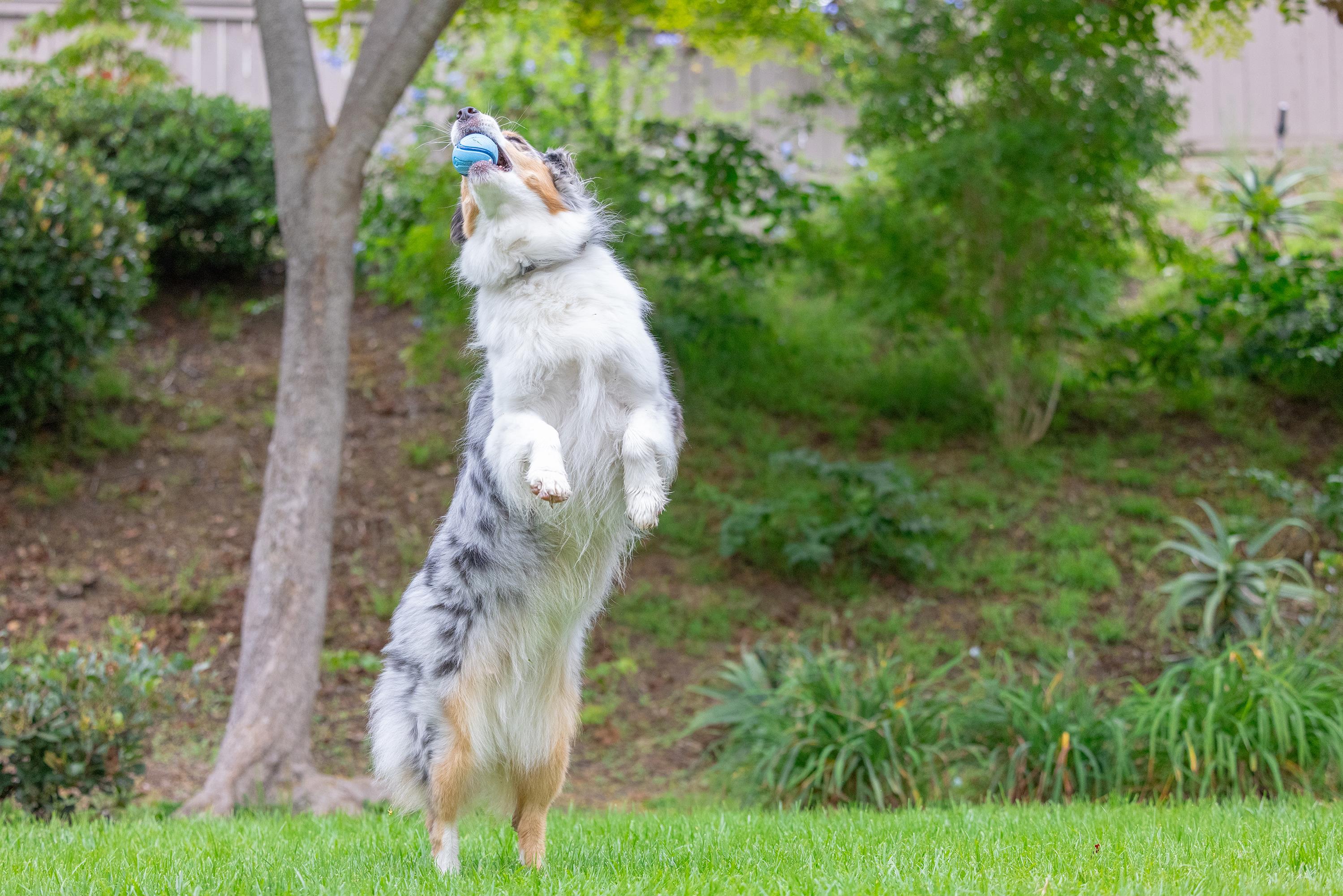 Chuckit! Sniff Fetch Jambon Kokulu Köpek Oyun Topu (Orta Boy) - Oyun Topları ve Frizbiler