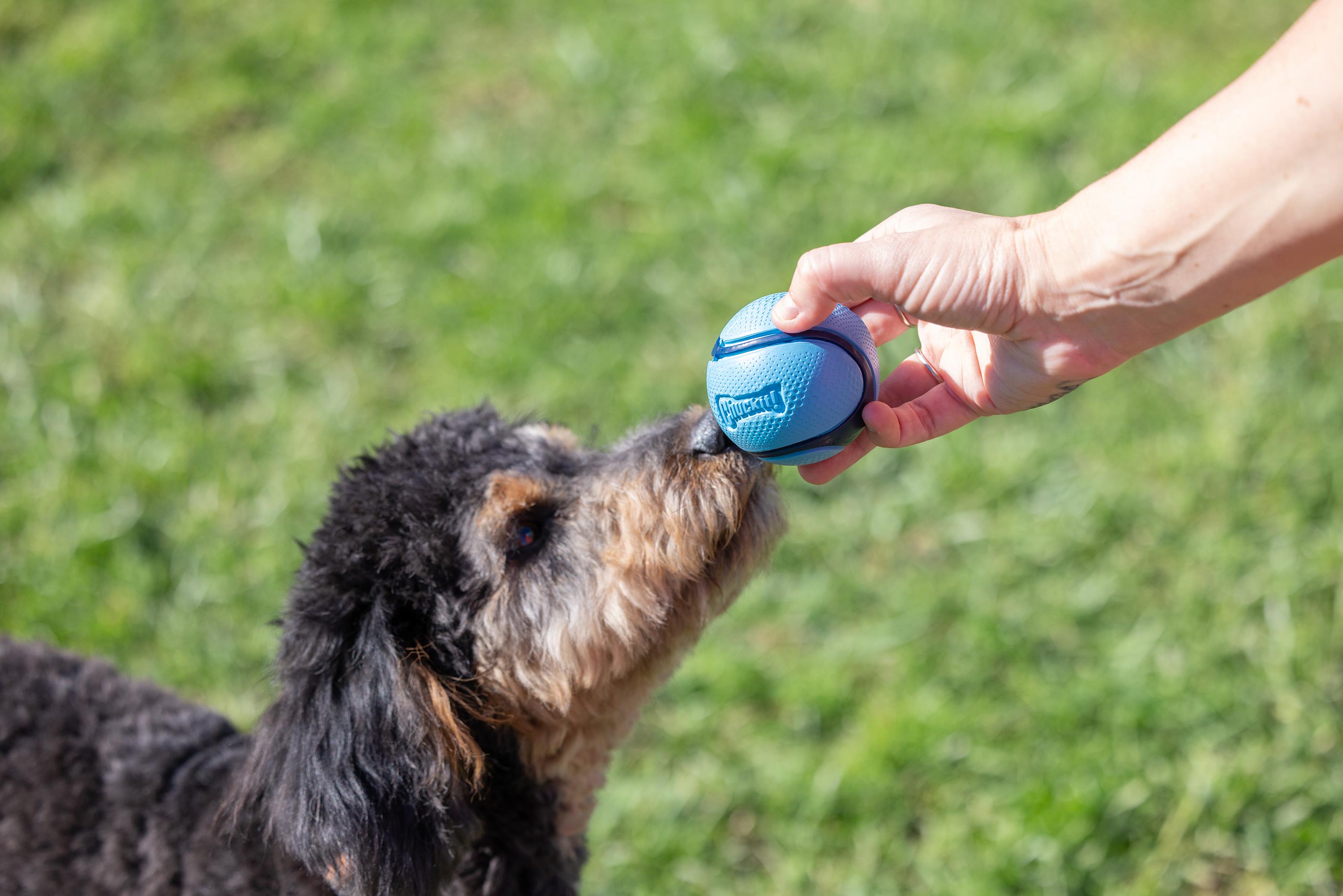 Chuckit! Sniff Fetch Kokulu Köpek Oyun Topu 4'lü Kutulu Set (Orta Boy) - Oyun Topları ve Frizbiler