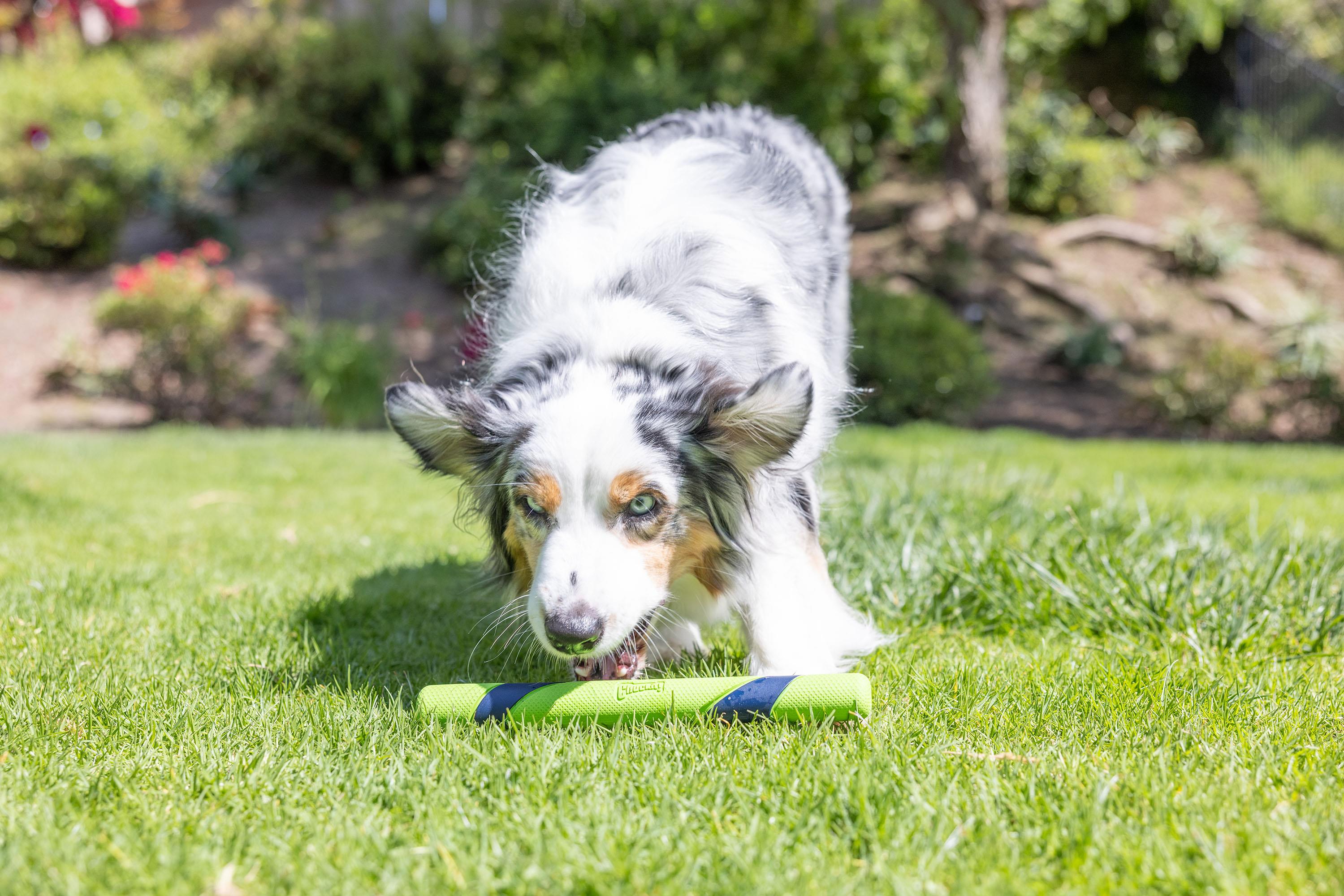 Chuckit! Sniff Fetch Stick Kokulu Köpek Oyuncağı (Fıstık Ezmesi Aromalı) - Oyun Topları ve Frizbiler
