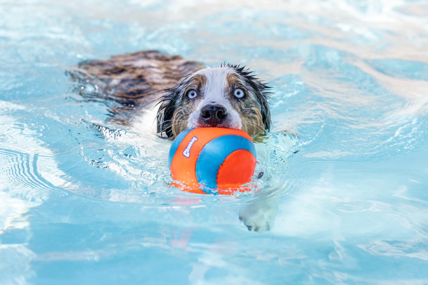 Chuckit! Suda Batmayan Mega Köpek Oyun Topu - Oyun Topları ve Frizbiler