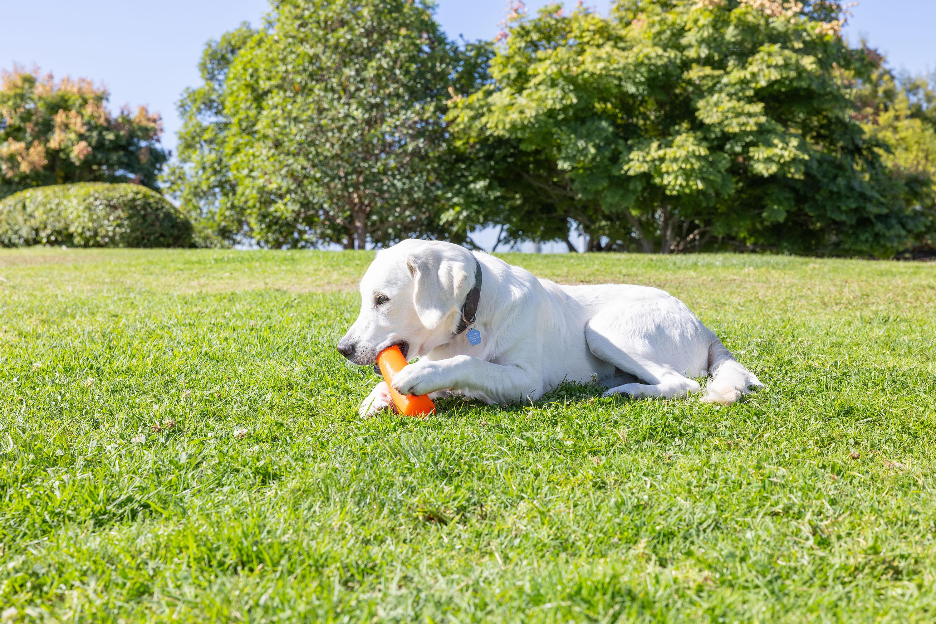Chuckit! Super Crunch Stick Köpek Oyuncağı (Küçük Boy) - Oyun Topları ve Frizbiler