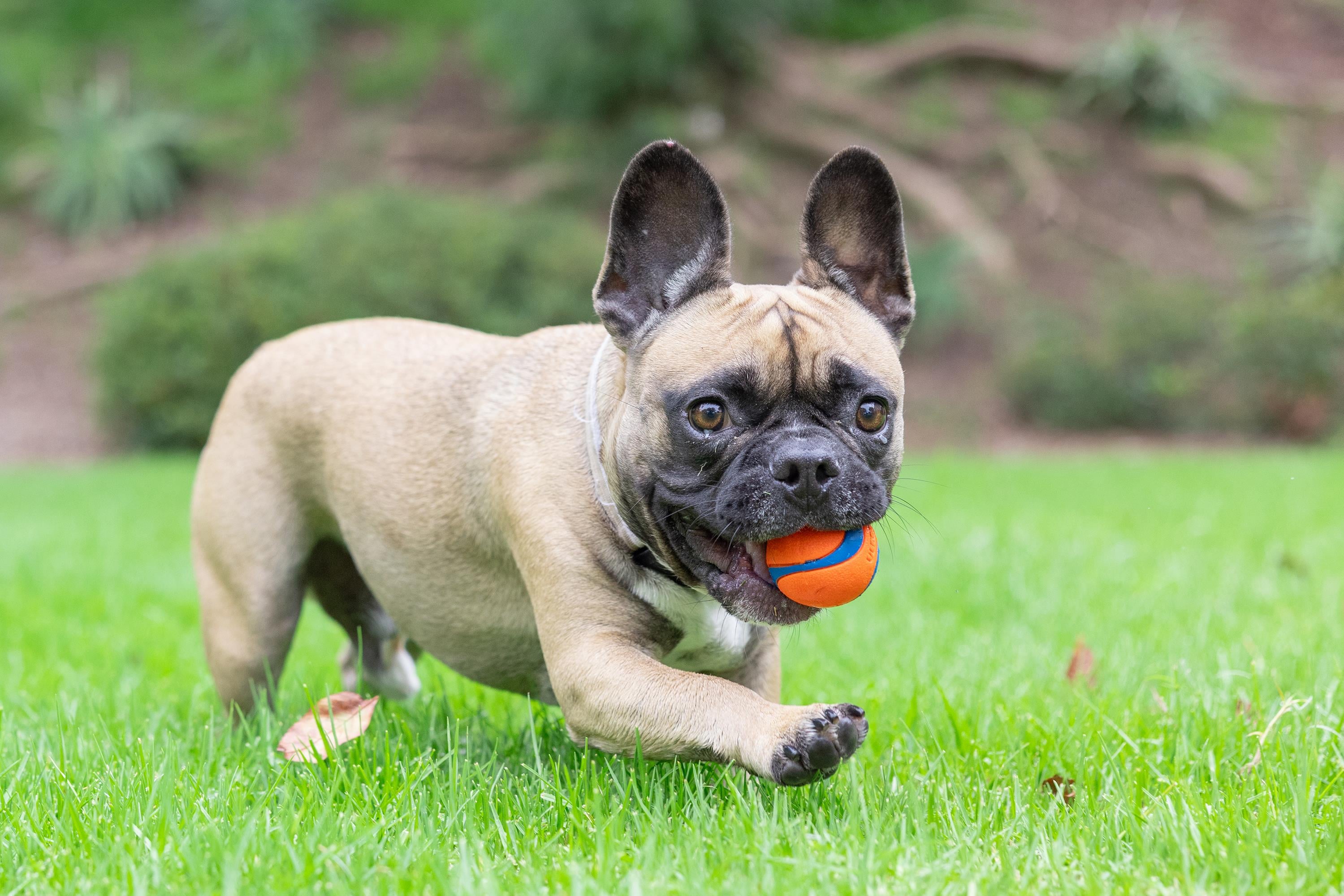 Chuckit! Ultra Ball 2'li Köpek Oyun Topu (Küçük Boy) - Oyun Topları ve Frizbiler