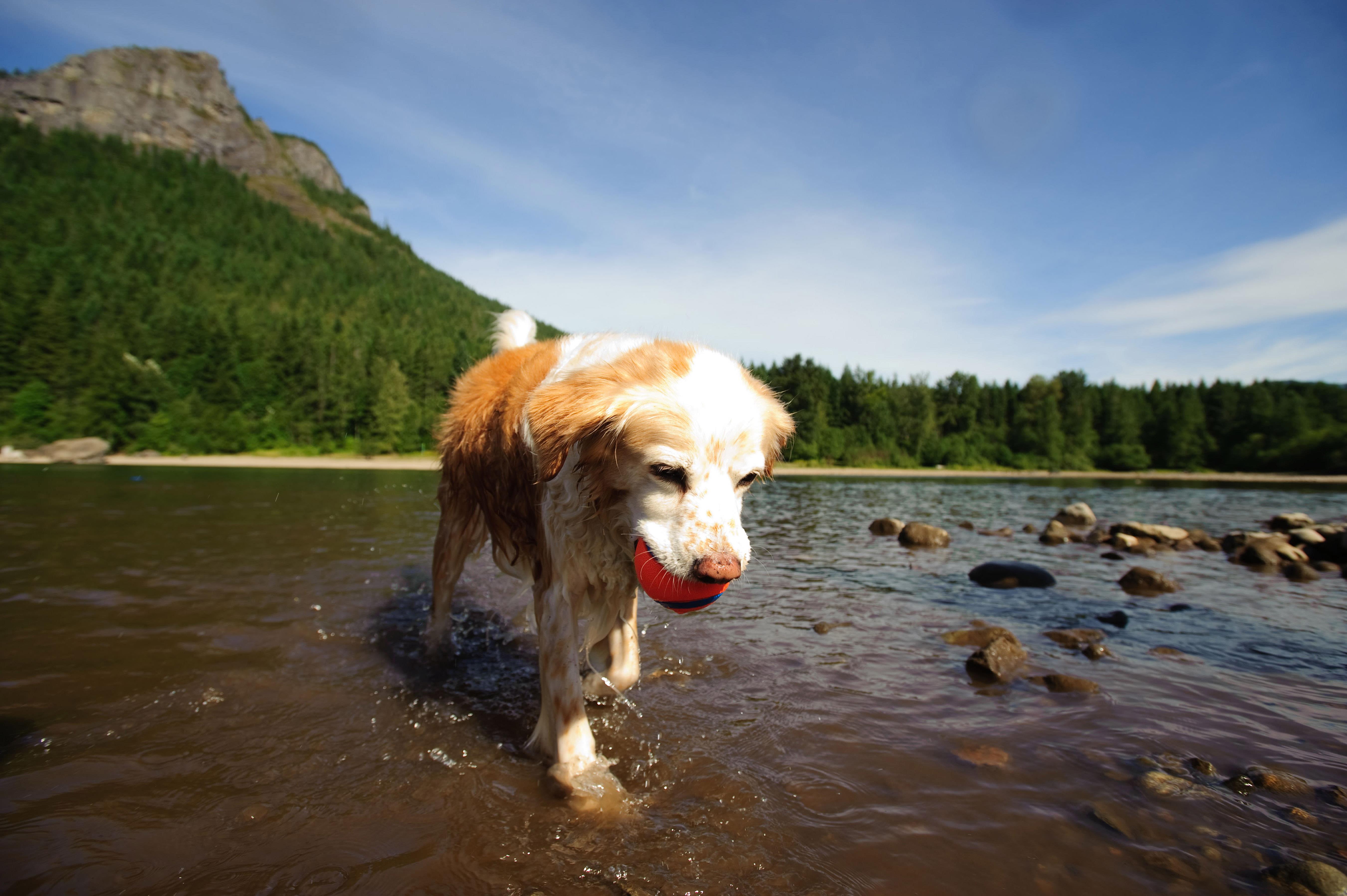 Chuckit! Ultra Ball Köpek Oyun Topu (Büyük Boy) - Oyun Topları ve Frizbiler