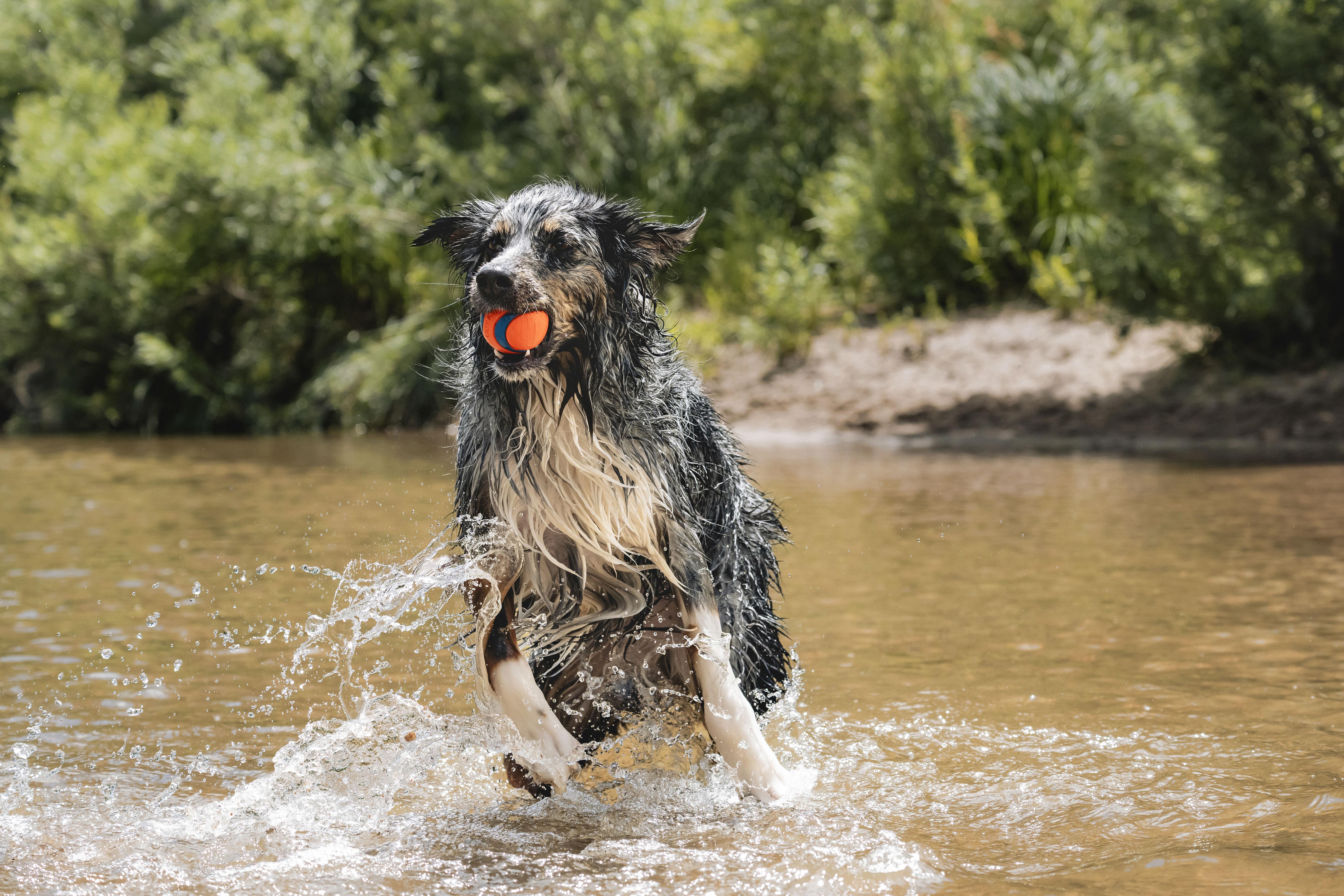 Chuckit! Ultra Ball Köpek Oyun Topu (Büyük Boy) - Oyun Topları ve Frizbiler