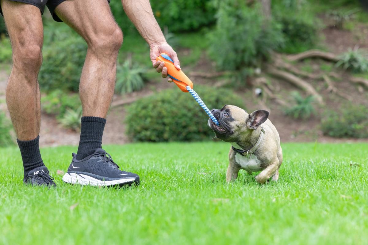 Chuckit! Ultra Bumper Tug Köpek Çekiştirme Oyuncağı - İnteraktif Oyuncaklar