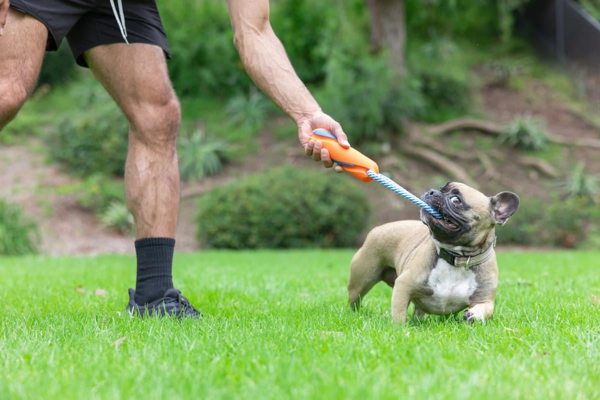 Chuckit! Ultra Bumper Tug Köpek Çekiştirme Oyuncağı - İnteraktif Oyuncaklar