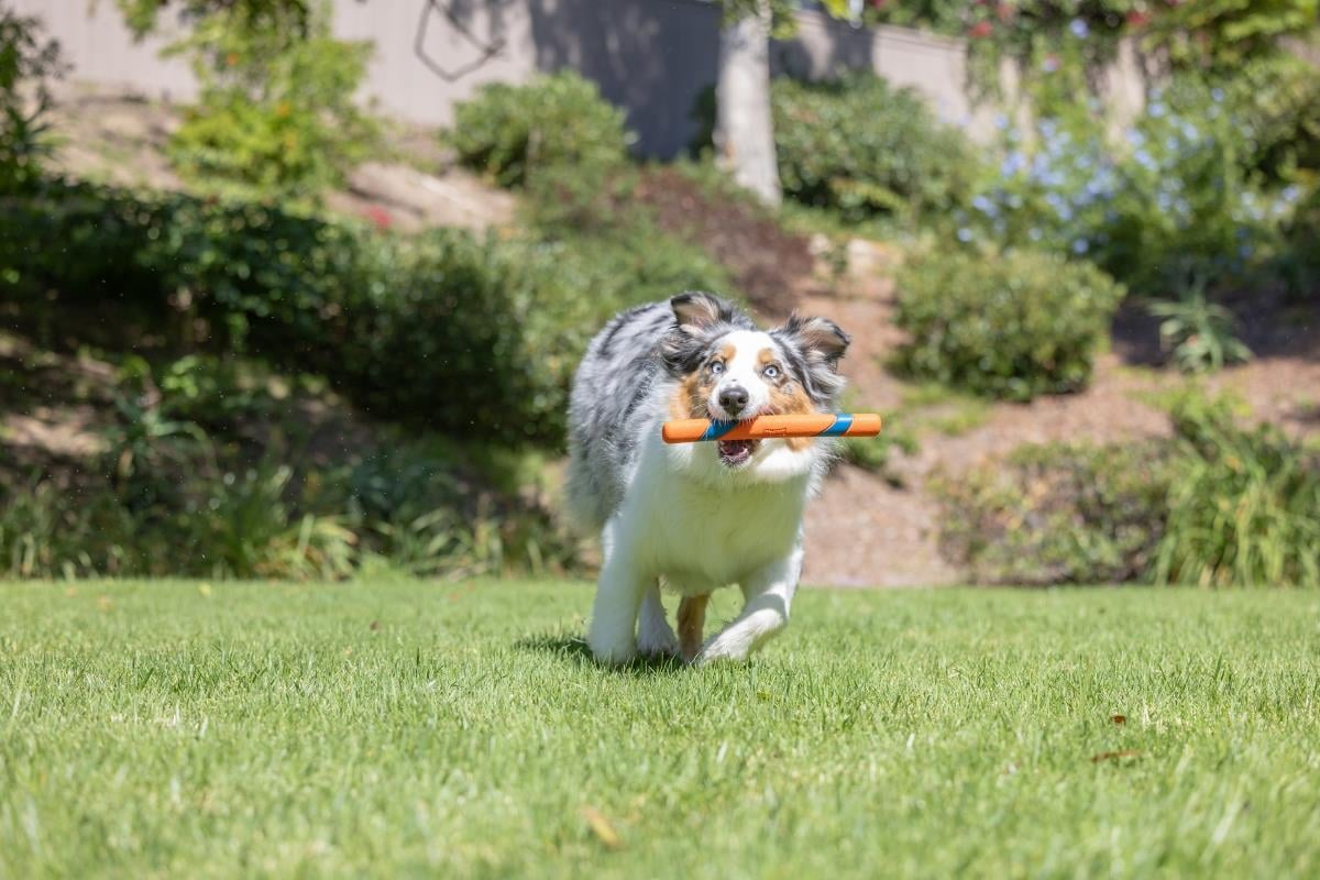 Chuckit! Ultra Fetch Stick Köpek Oyuncağı - Oyun Topları ve Frizbiler