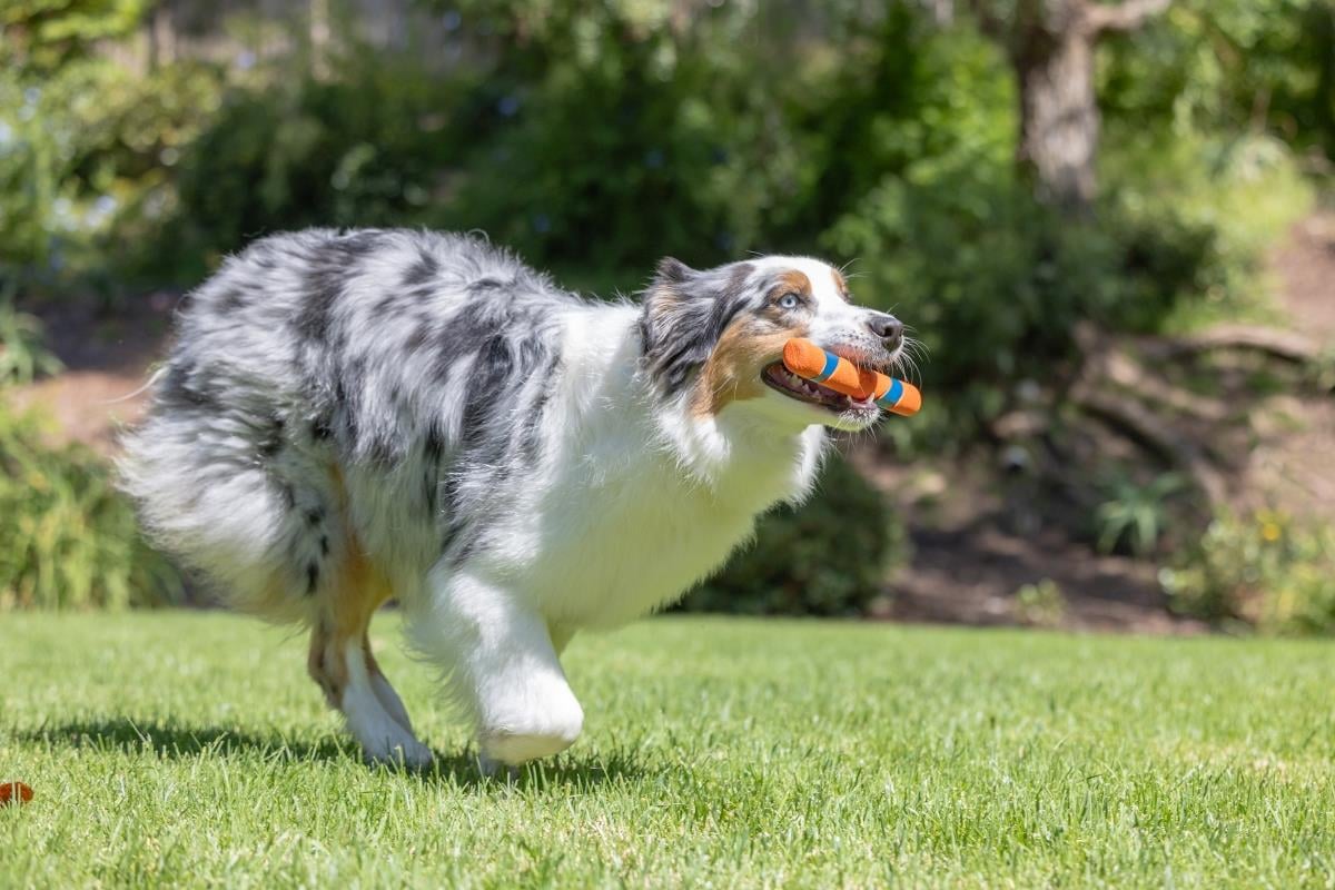 Chuckit! Ultra Fetch Stick Köpek Oyuncağı - Oyun Topları ve Frizbiler