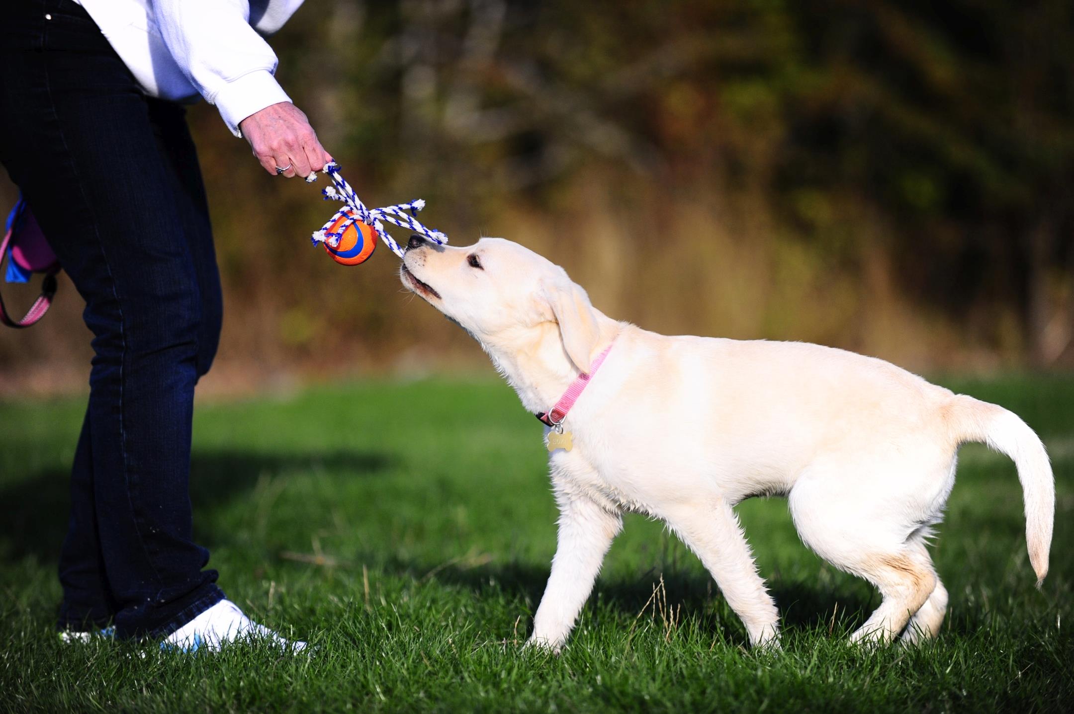 Chuckit! Ultra Toss Püsküllü Köpek Oyun Topu (Orta Boy) - Oyun Topları ve Frizbiler