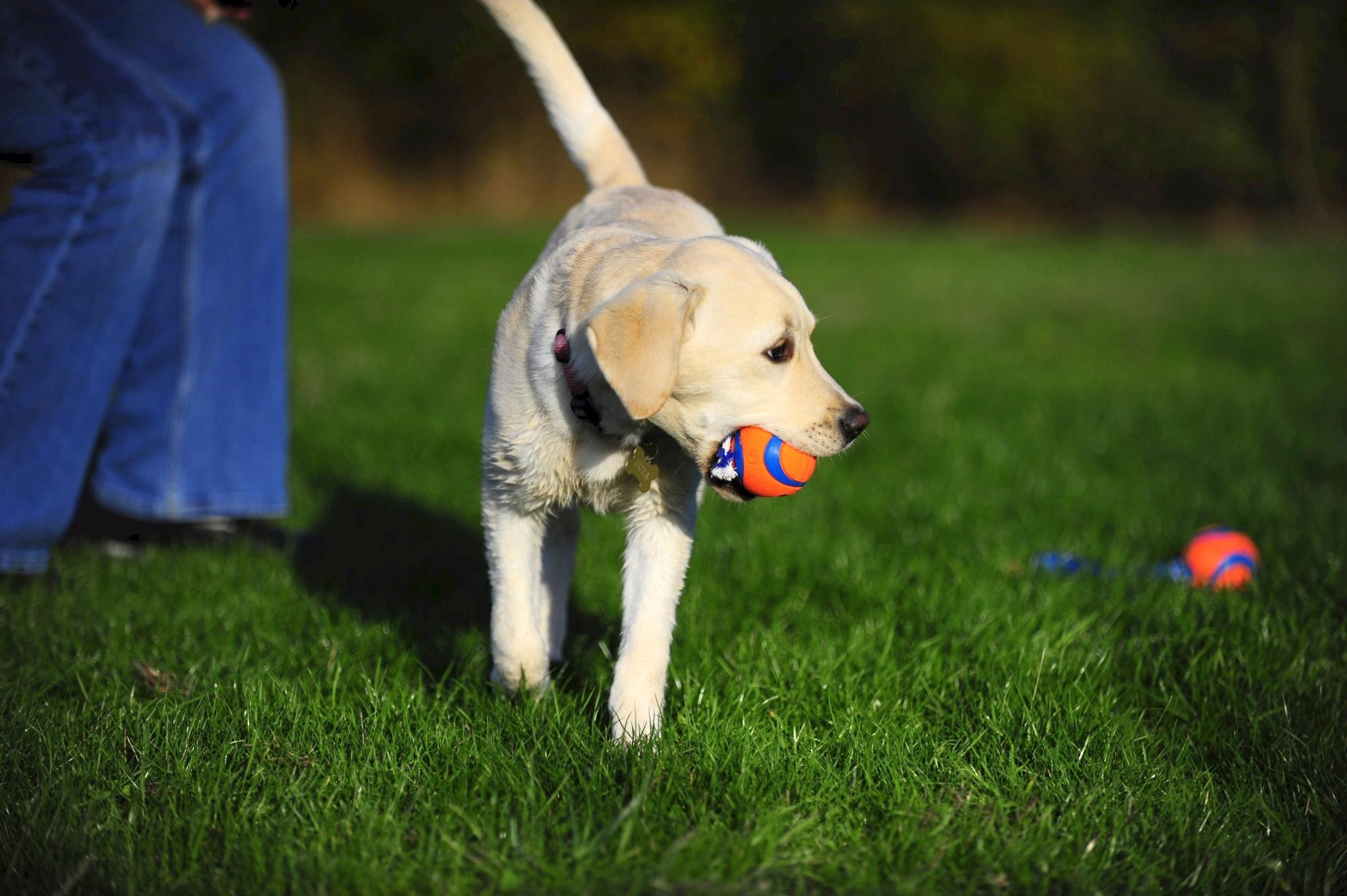 Chuckit! Ultra Toss Püsküllü Köpek Oyun Topu (Orta Boy) - Oyun Topları ve Frizbiler