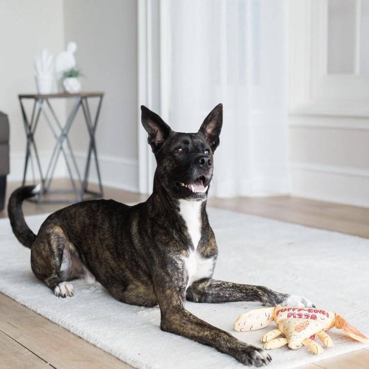Fat Cat Foodies Dayanıklı Kanvas Kumaştan Sesli Köpek Oyuncağı (Pizza) - Kumaş ve Peluş Oyuncaklar
