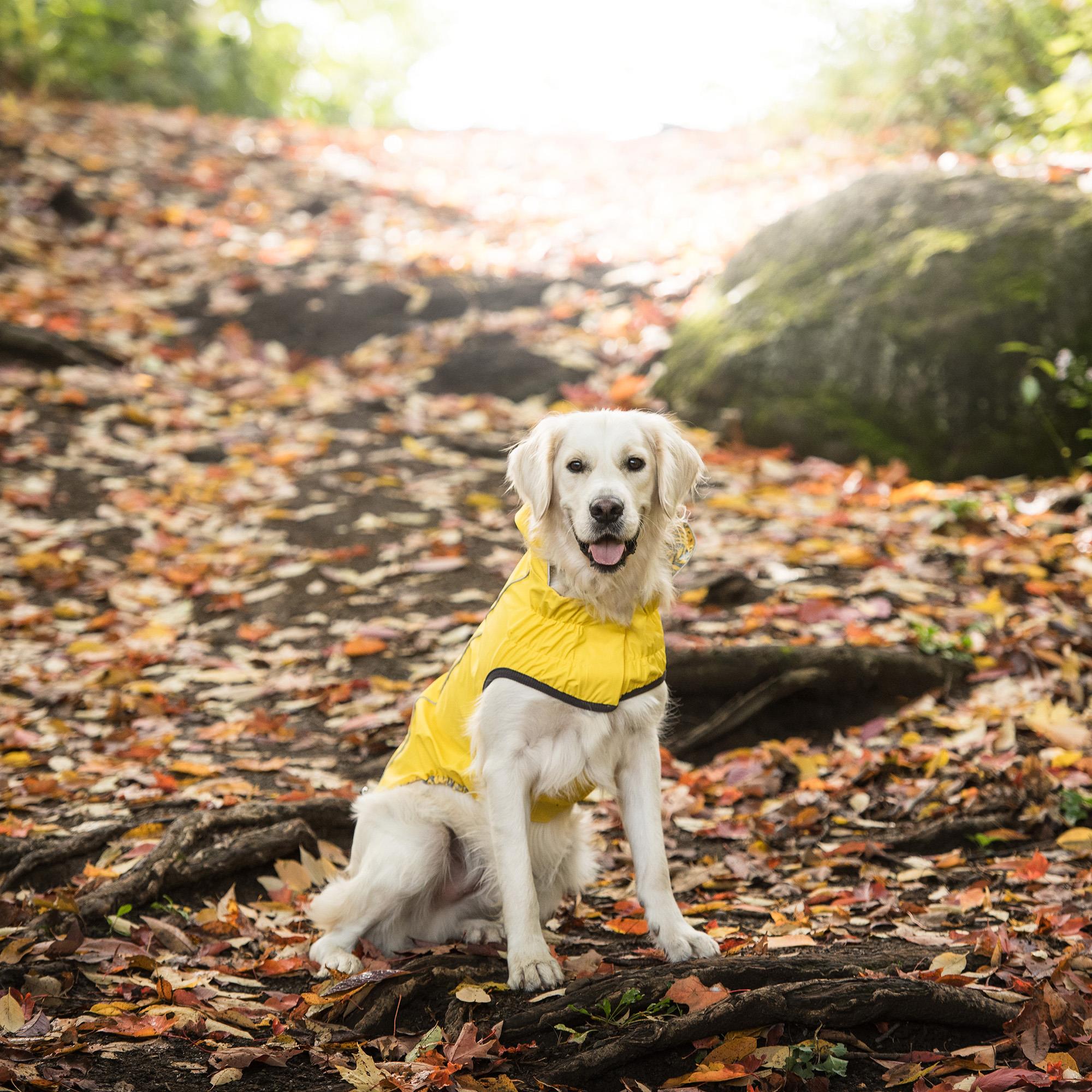 GF PET Çift Taraflı Köpek Yağmurluğu - Sarı - Köpek Kıyafetleri