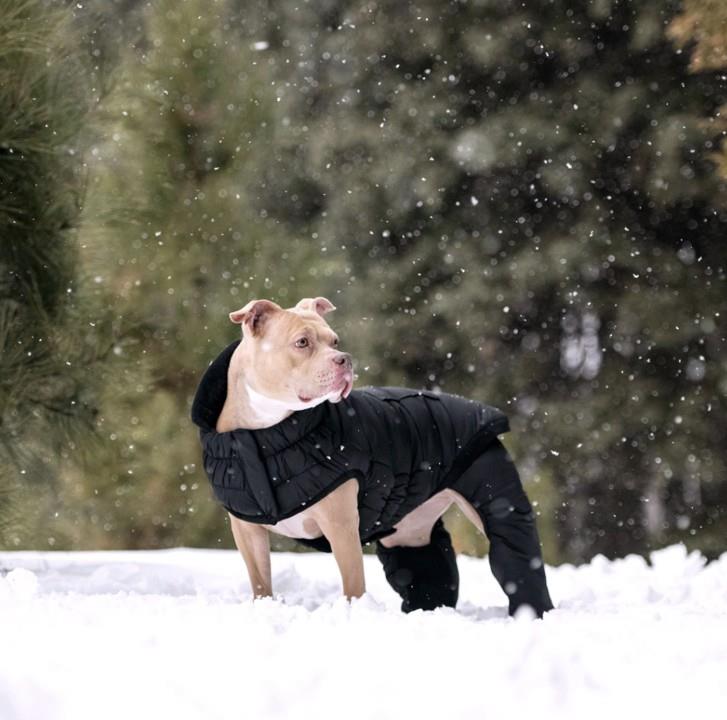 GF PET Odyssey Köpek Kar Tulumu - Köpek Kıyafetleri
