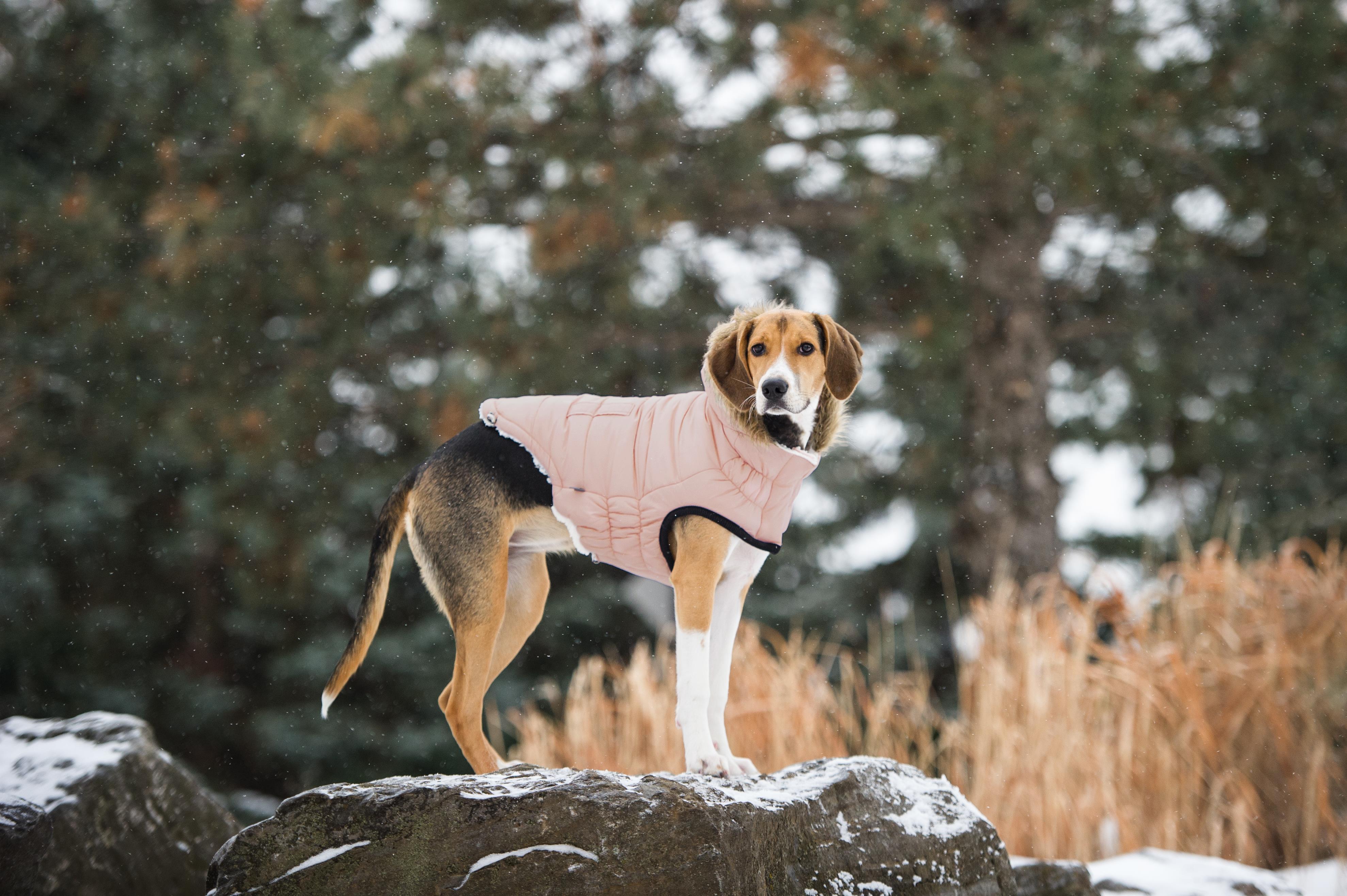 GF PET Urban Parka Köpek Montu - Pembe - Köpek Kıyafetleri