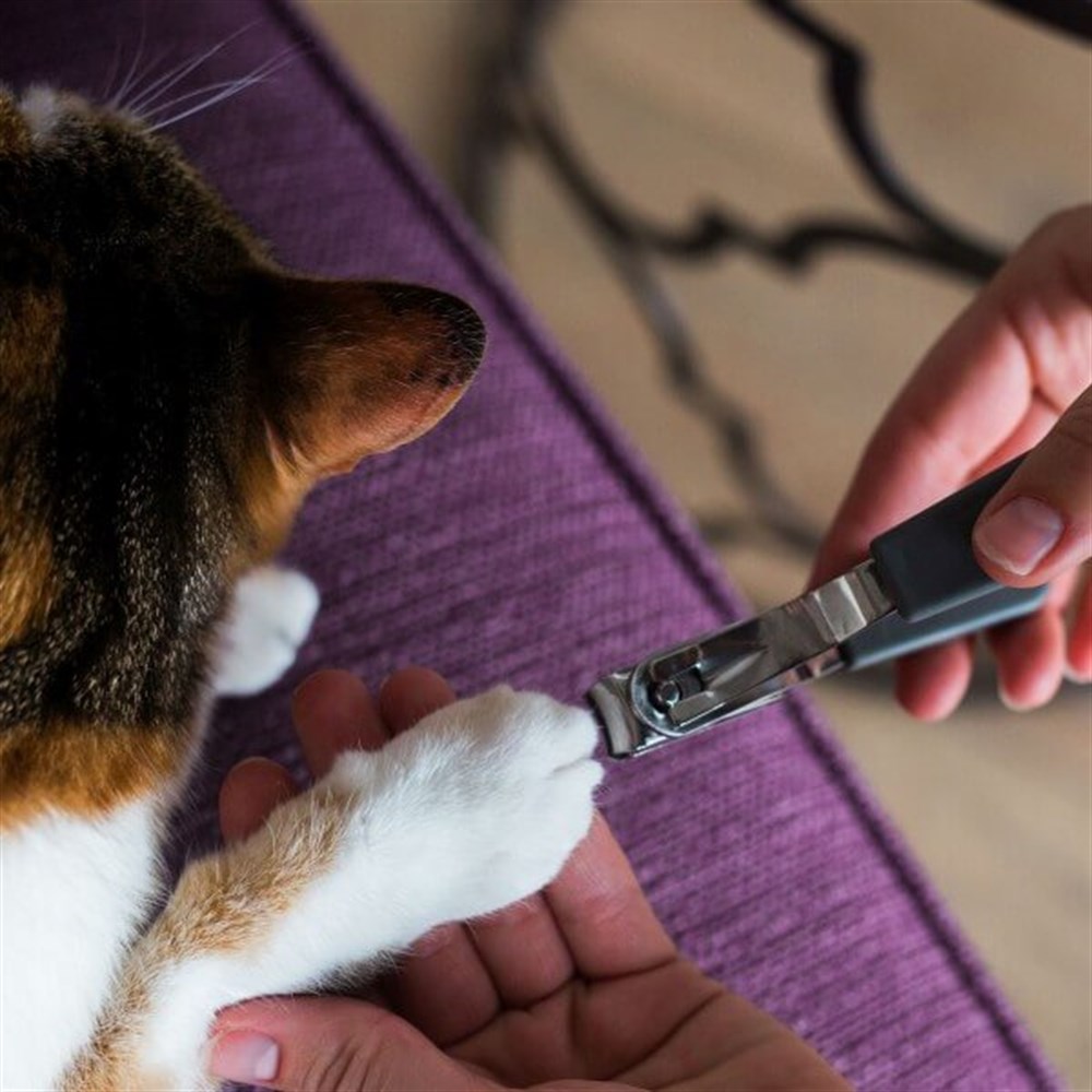 Jackson Galaxy Kedi Tırnak Makası