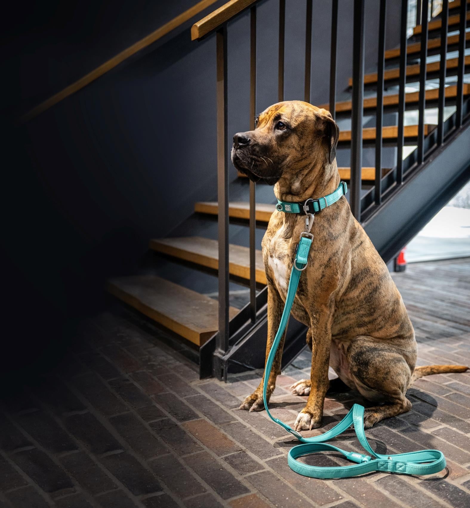 Matrix 2.0 Köpek Gezdirme Kayışı - Turquoise (S) - Gezdirme Kayışları