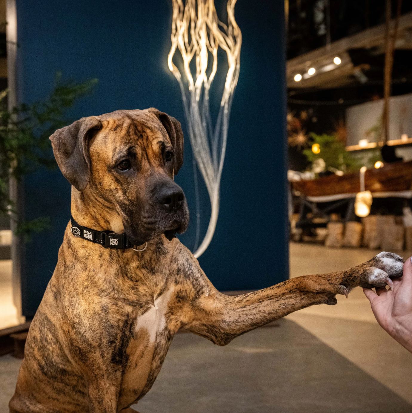 Matrix 2.0 Akıllı Künyeli Köpek Boyun Tasması - Black (XS) - Boyun Tasmaları