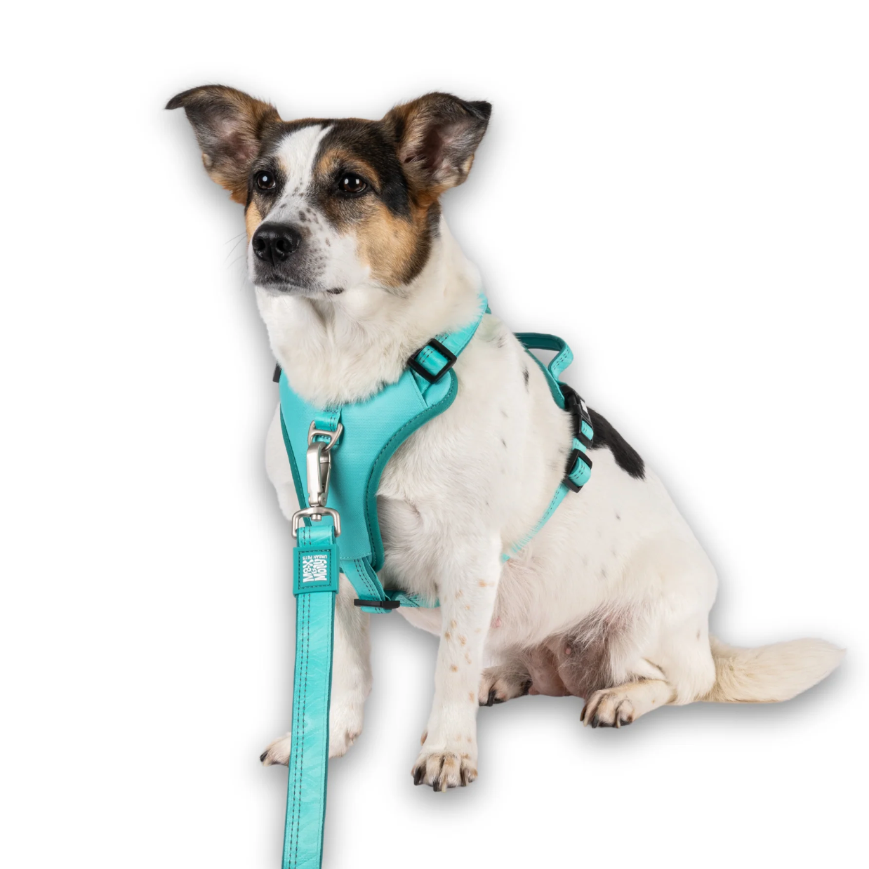 Matrix 2.0 Akıllı Künyeli Sport Köpek Göğüs Tasması - Turquoise (XS) - Göğüs Tasmaları