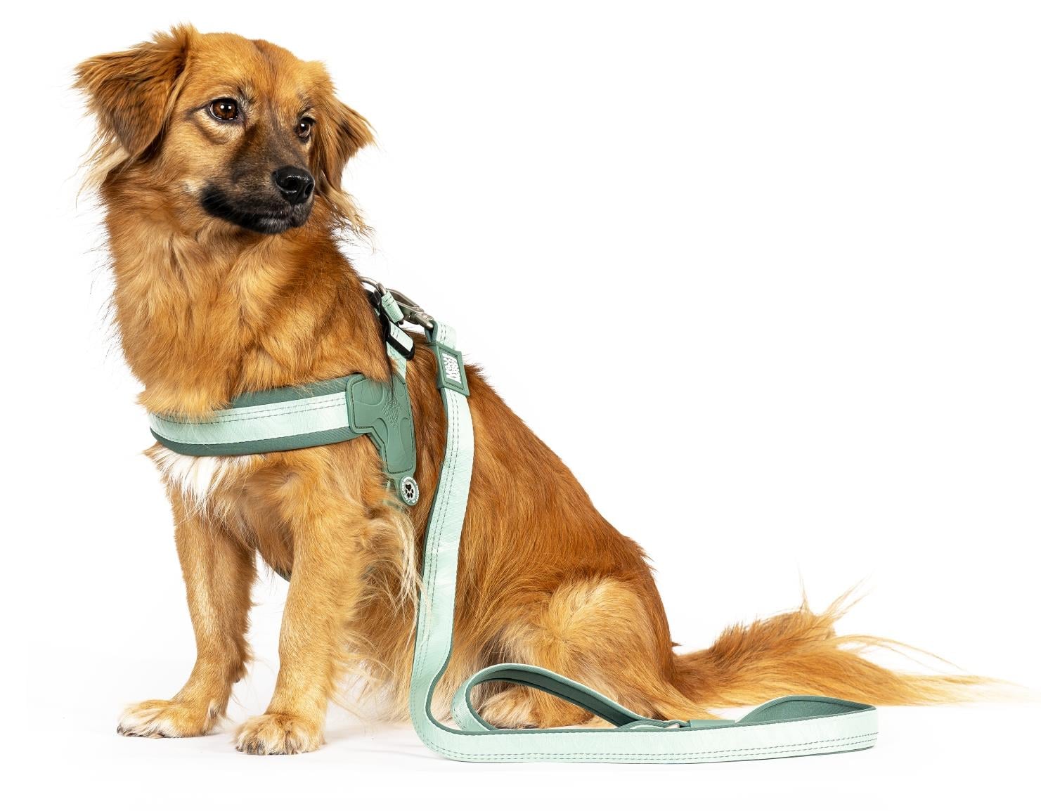 Matrix 2.0 Akıllı Künyeli Q-Fit Köpek Göğüs Tasması  - Jade (XXS) - Göğüs Tasmaları