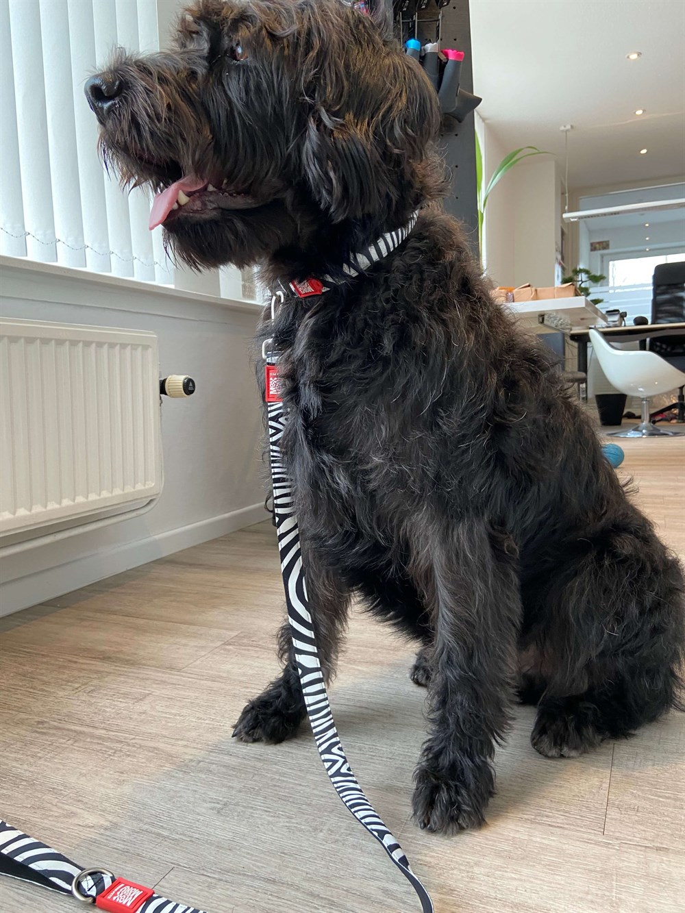 Max & Molly Zebra Gezdirme Kayışı