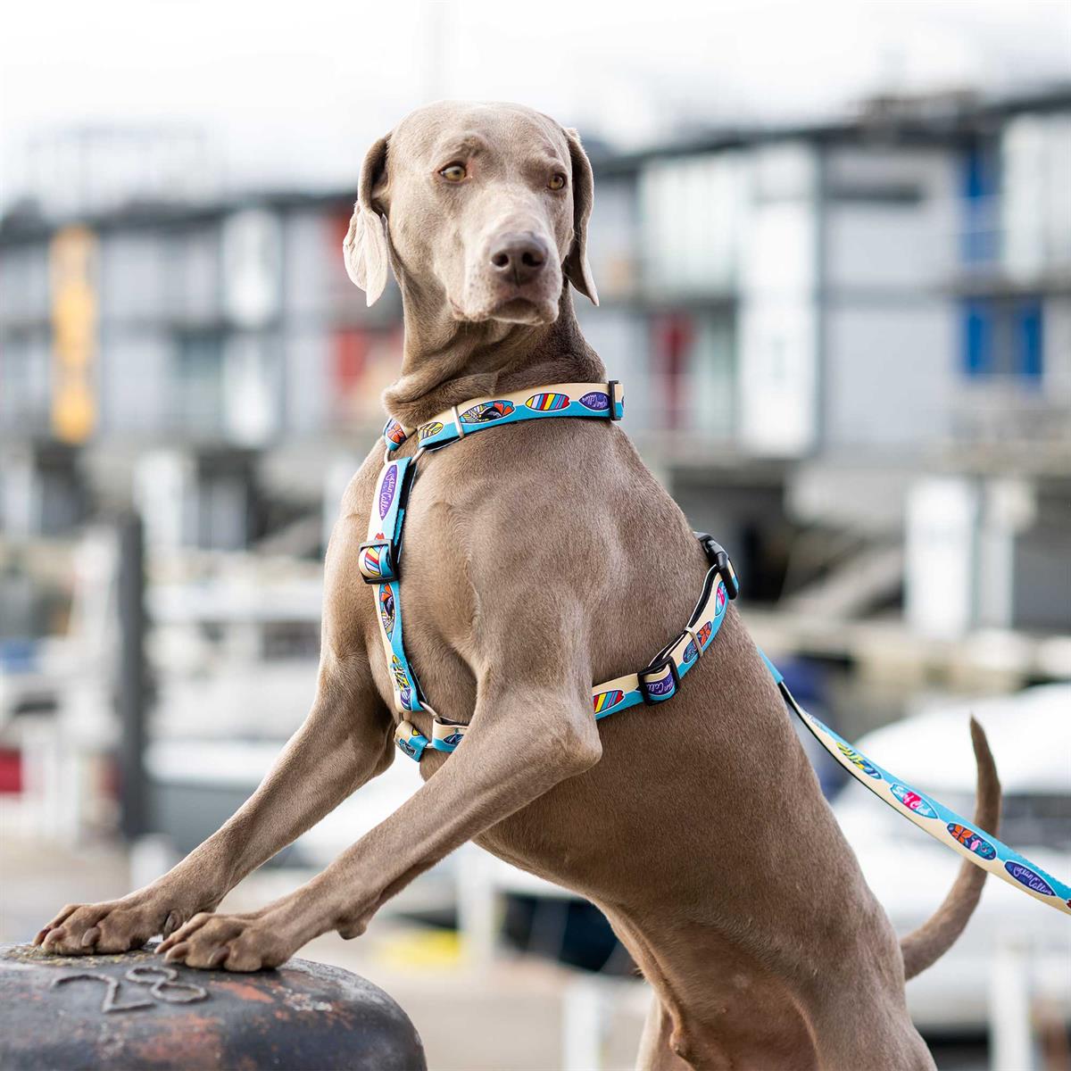 Max & Molly Aloha Köpek Göğüs Tasması - Göğüs Tasmaları