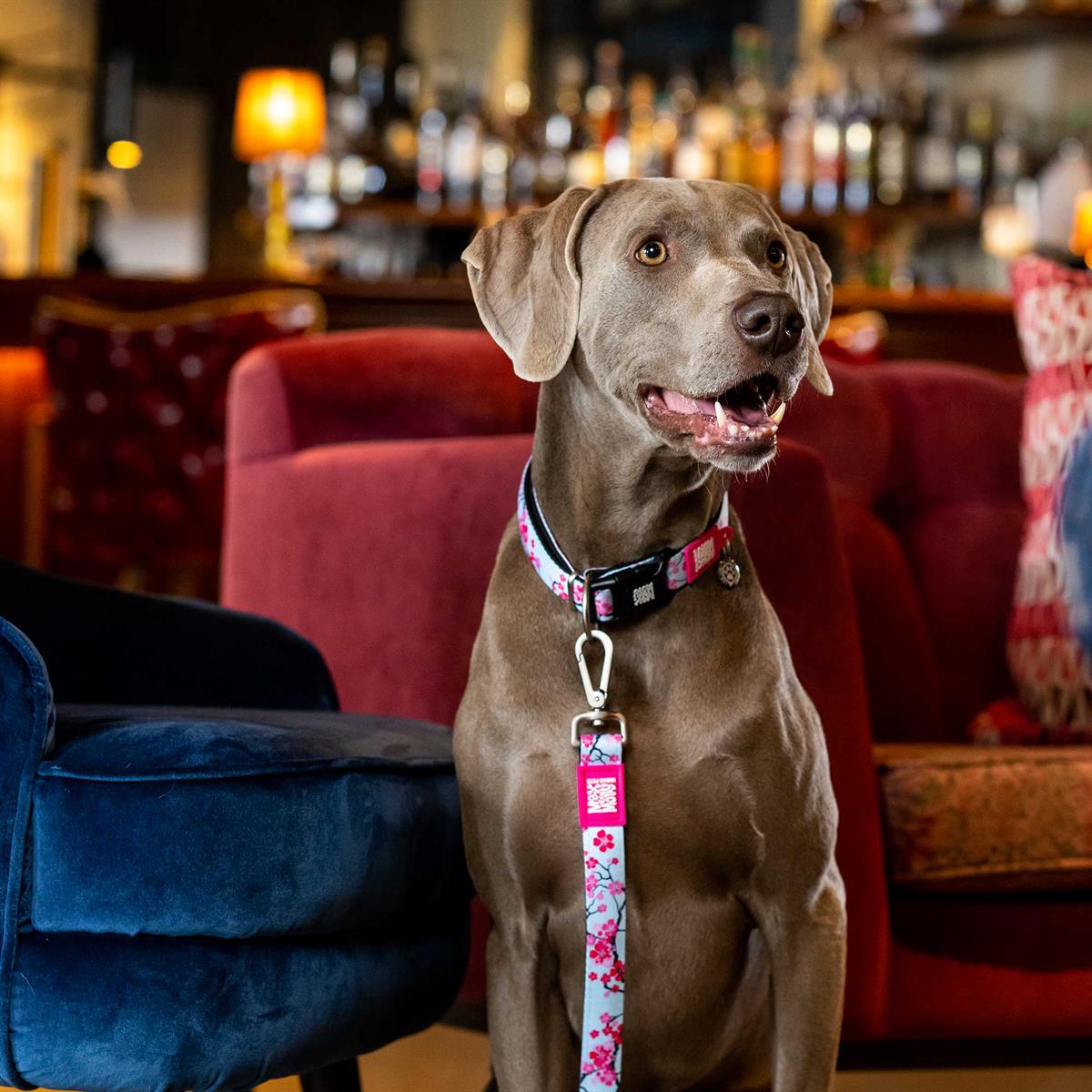 Max & Molly Cherry Bloom Köpek Gezdirme Kayışı - Gezdirme Kayışları